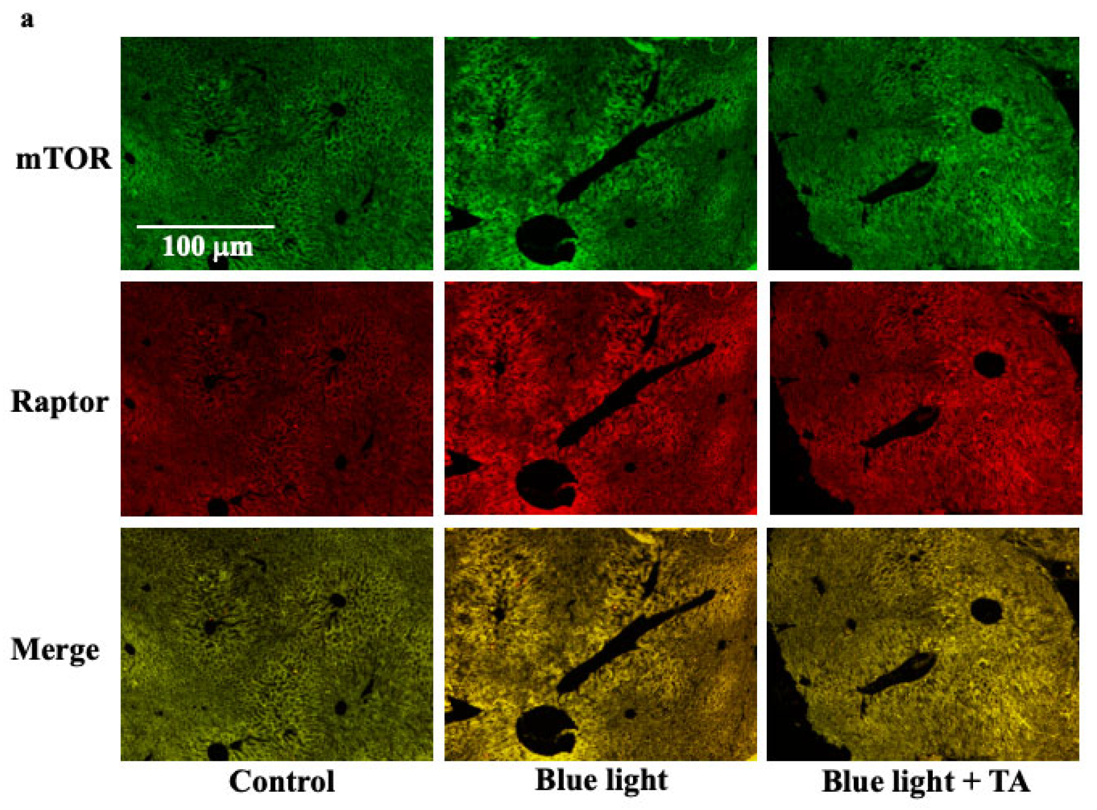 Ijms 26 05554 g004a Ijms 26 05554 g004a