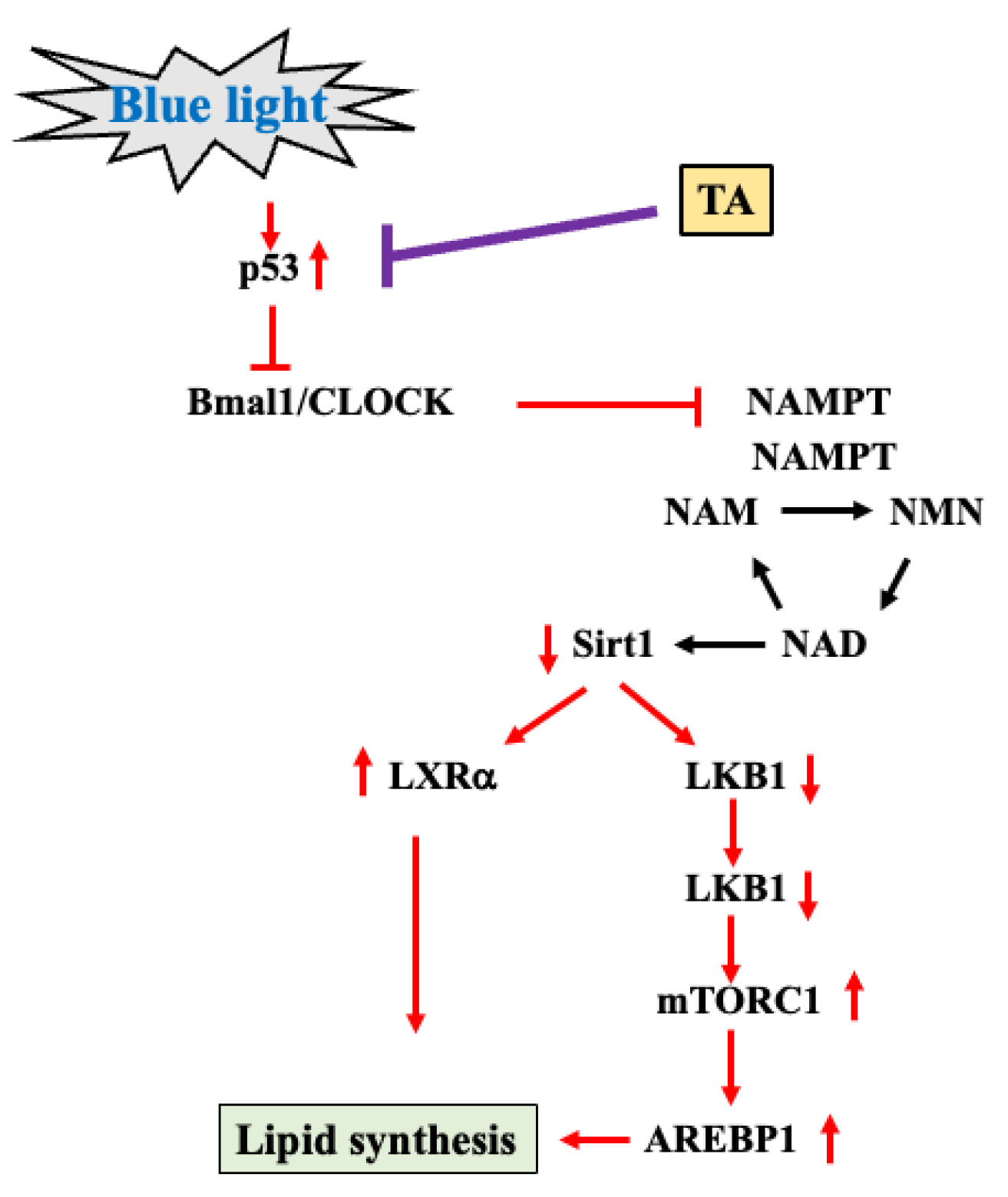 Ijms 26 05554 g005 Ijms 26 05554 g005