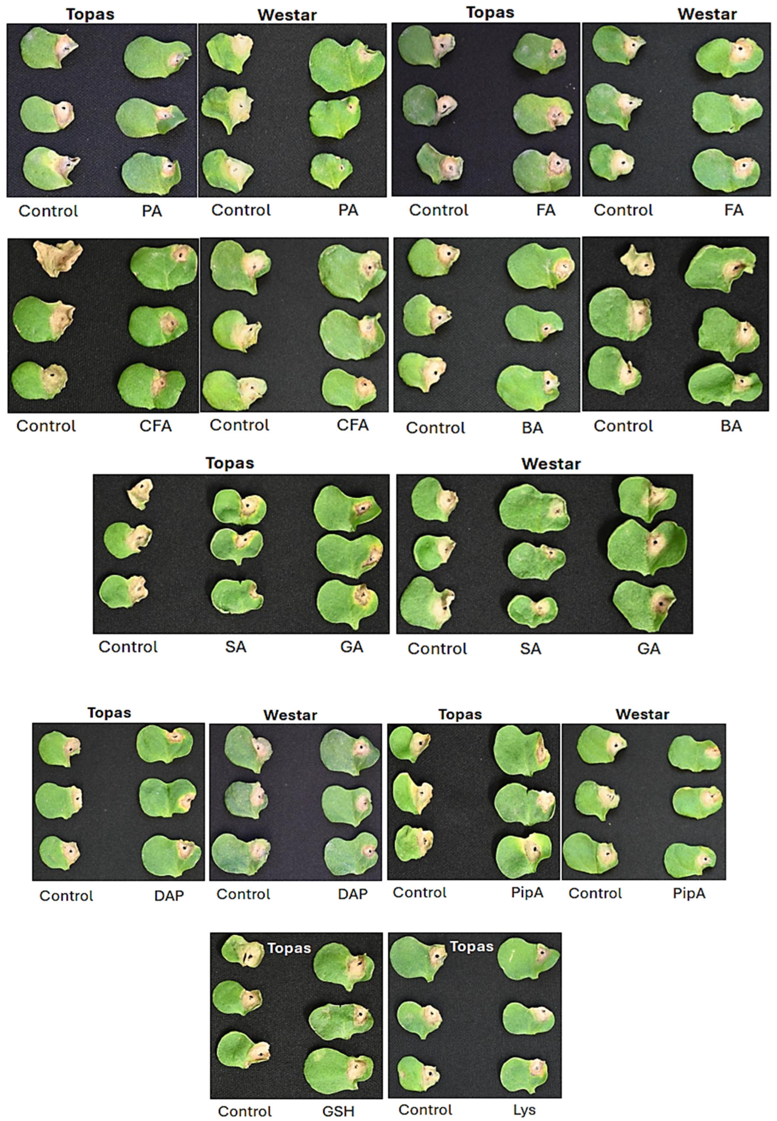 Ijms 26 05627 g006 Ijms 26 05627 g006