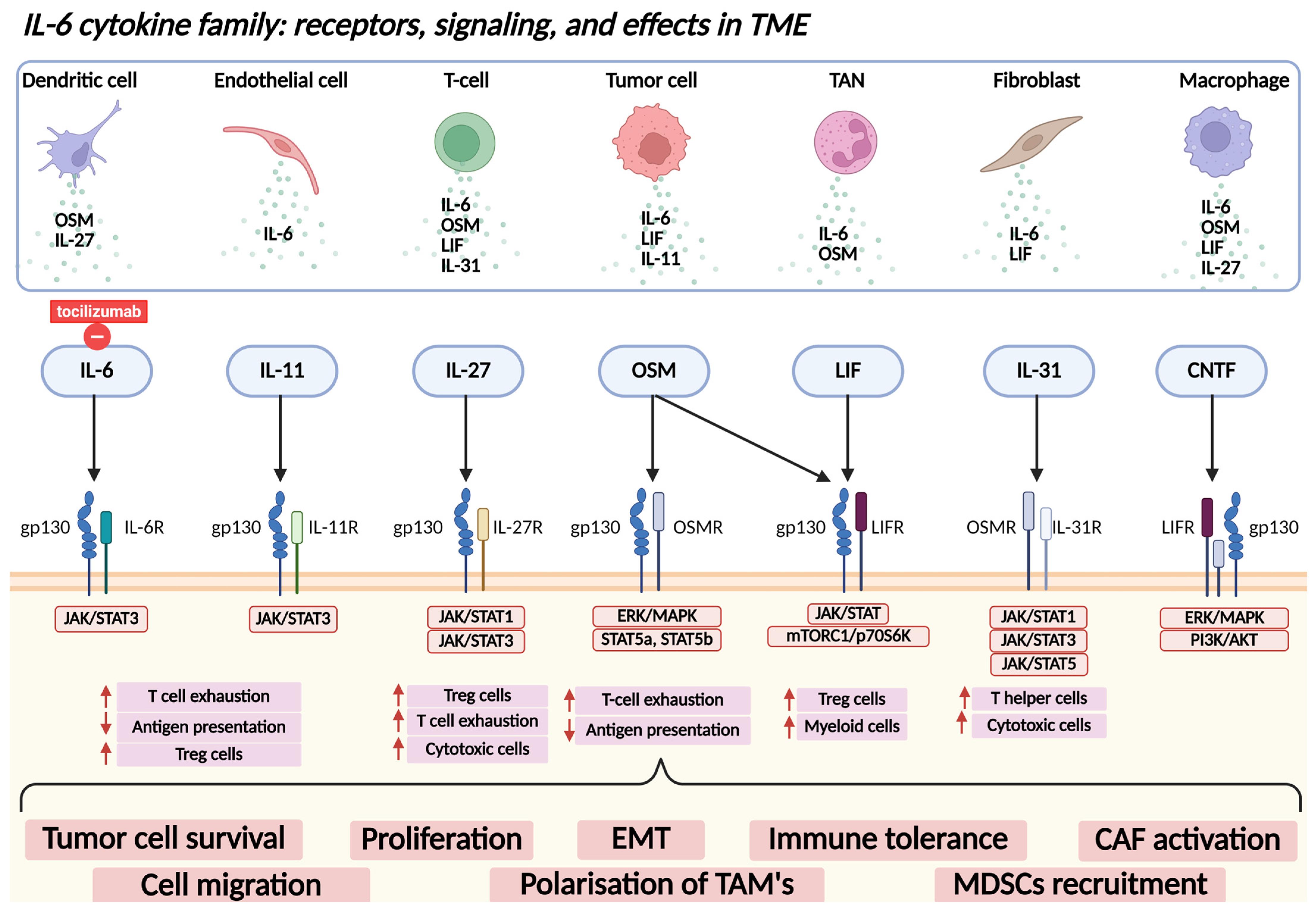 Ijms 26 05670 g002 Ijms 26 05670 g002