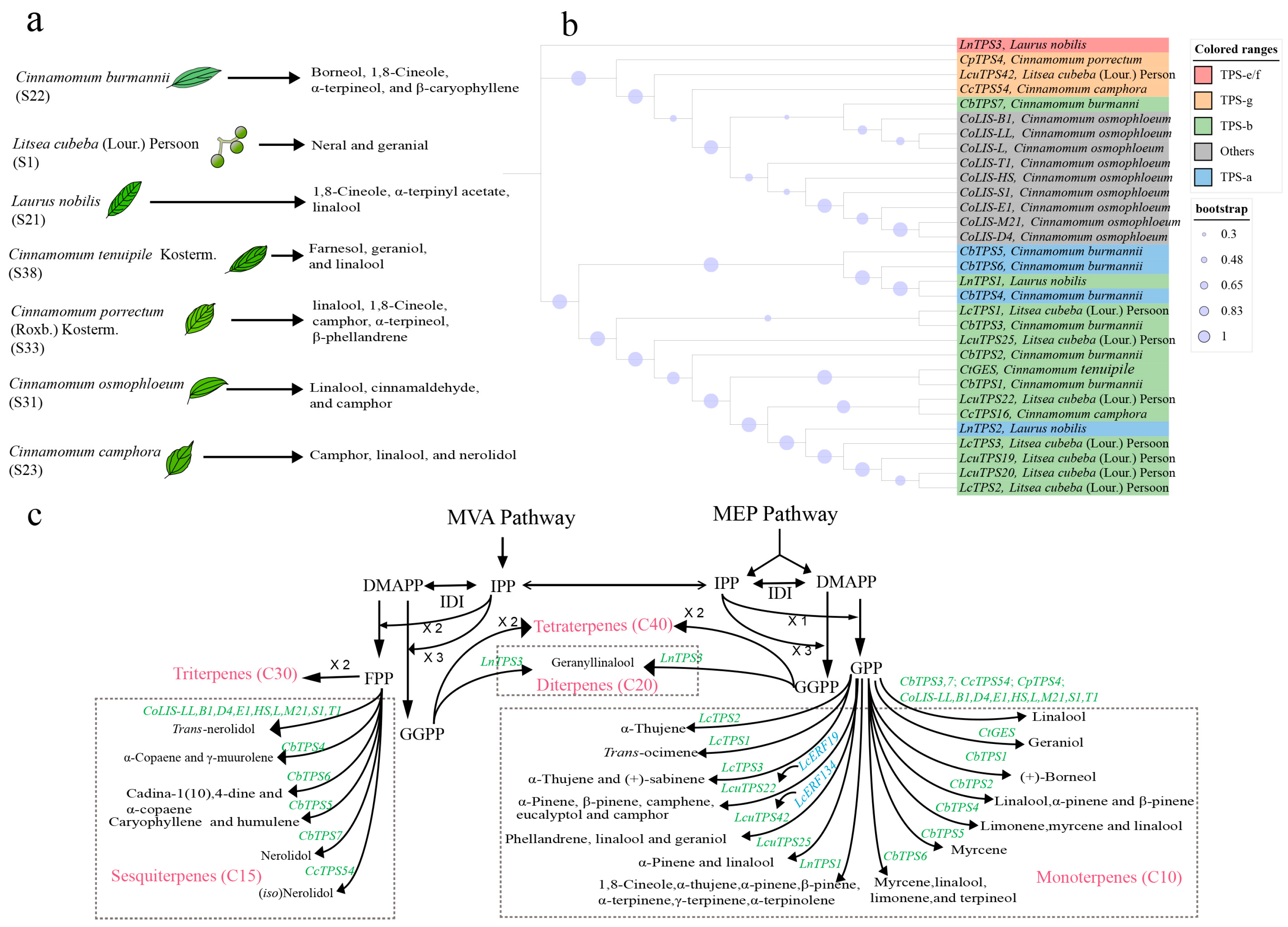 Ijms 26 05690 g004 Ijms 26 05690 g004