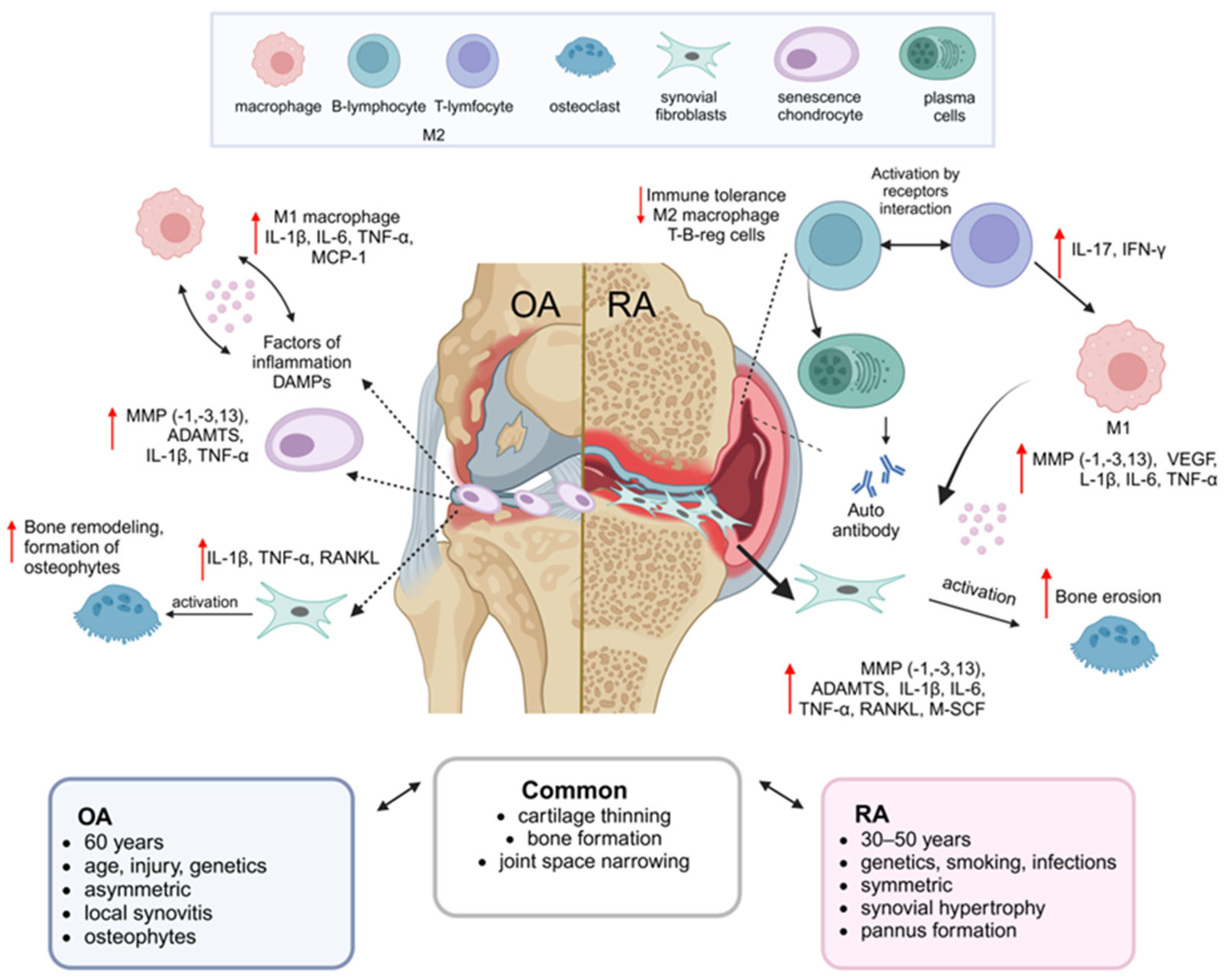 【2025】お歳暮・冬ギフト Advances in Inflammatory for Therapies Regenerative 小物