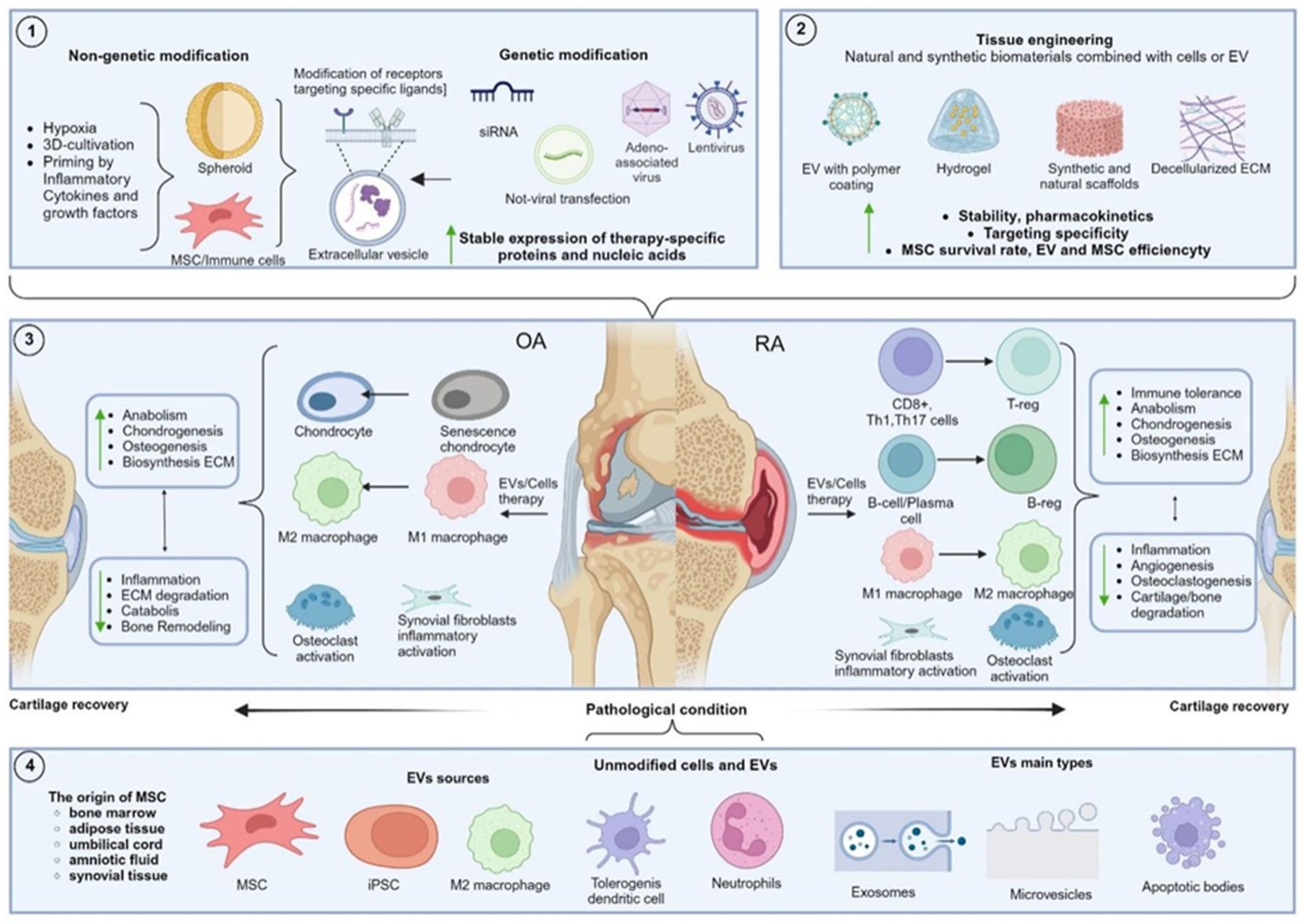 【期間限定特価】 Regenerative in Advances Therapies Inflammatory for 小物
