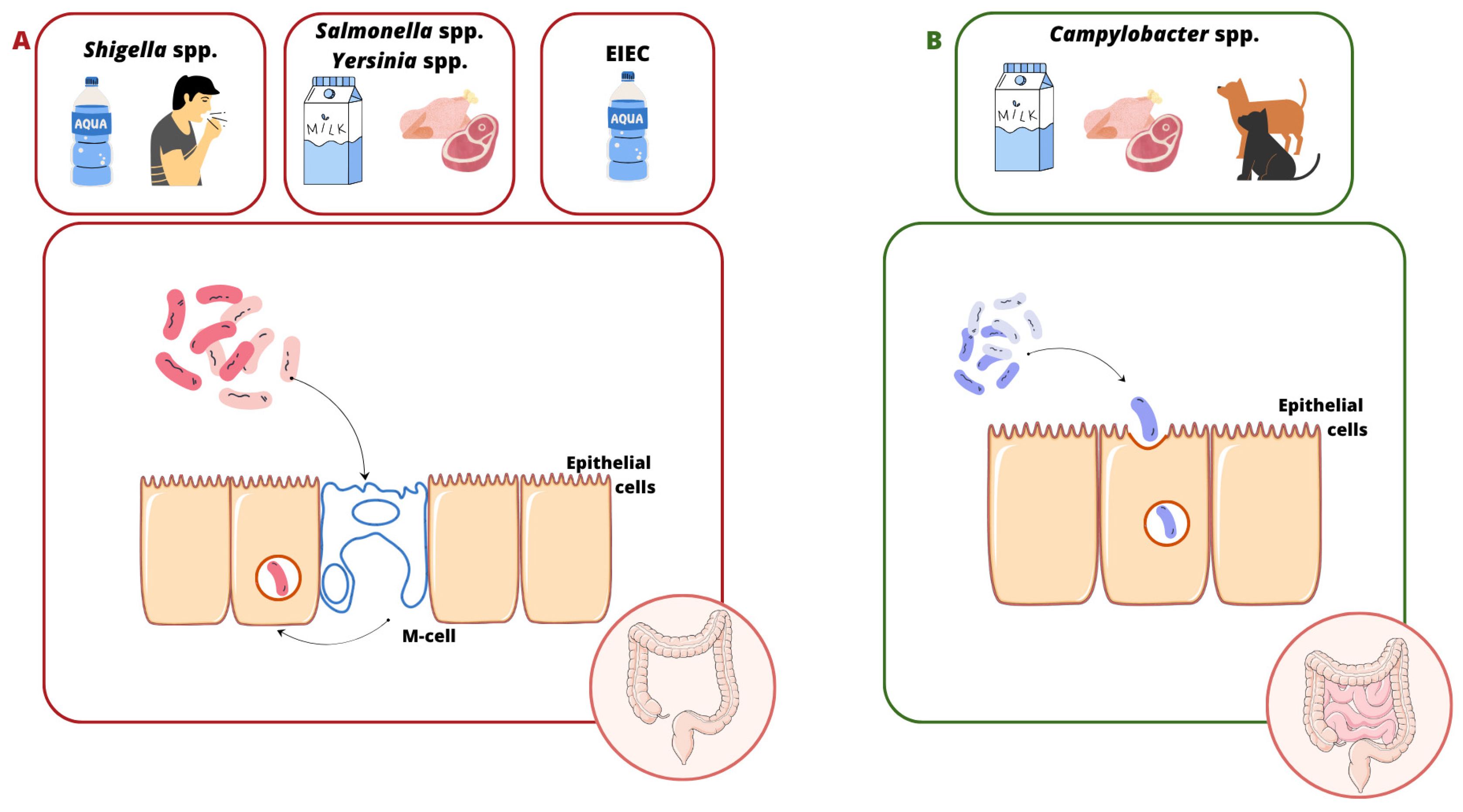 アーリー Can Nature Overcome Invasive Gastrointestinal Infections?