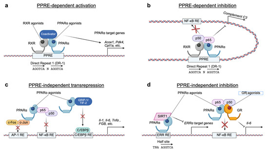 Liver Metabolism at the Crossroads: The Reciprocal Control of Nutrient ...