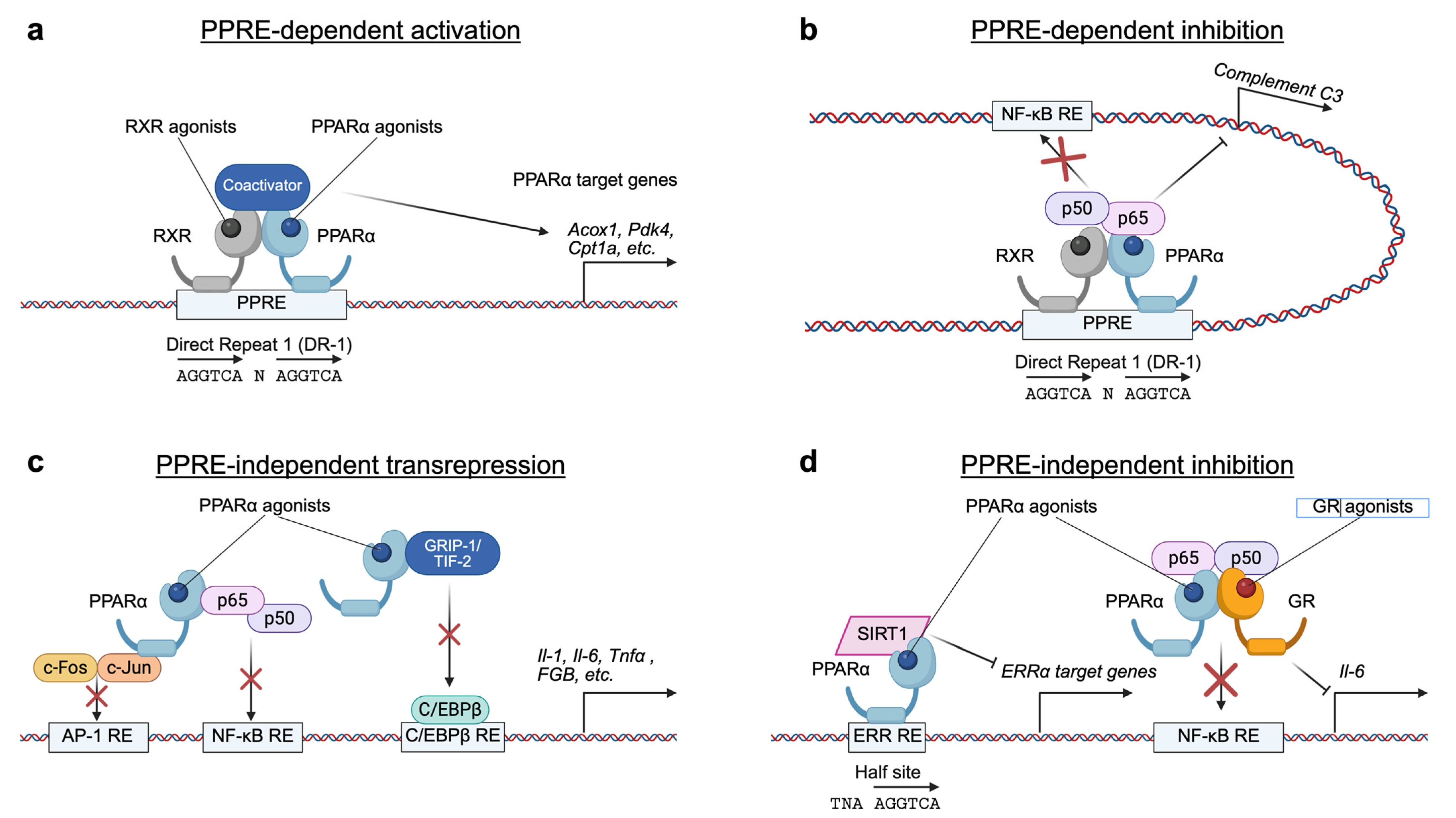 Ijms 26 05825 g001 Ijms 26 05825 g001