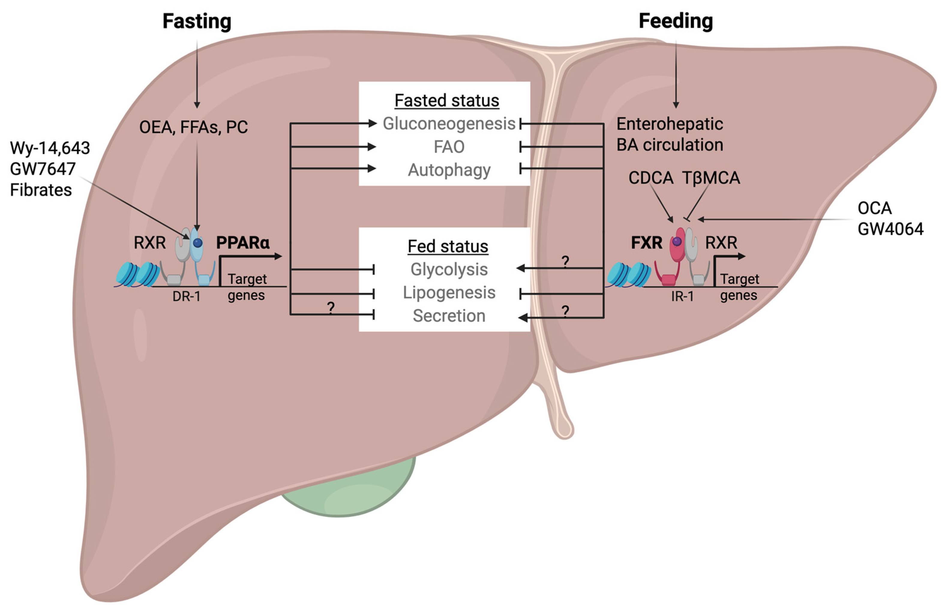 Ijms 26 05825 g003 Ijms 26 05825 g003
