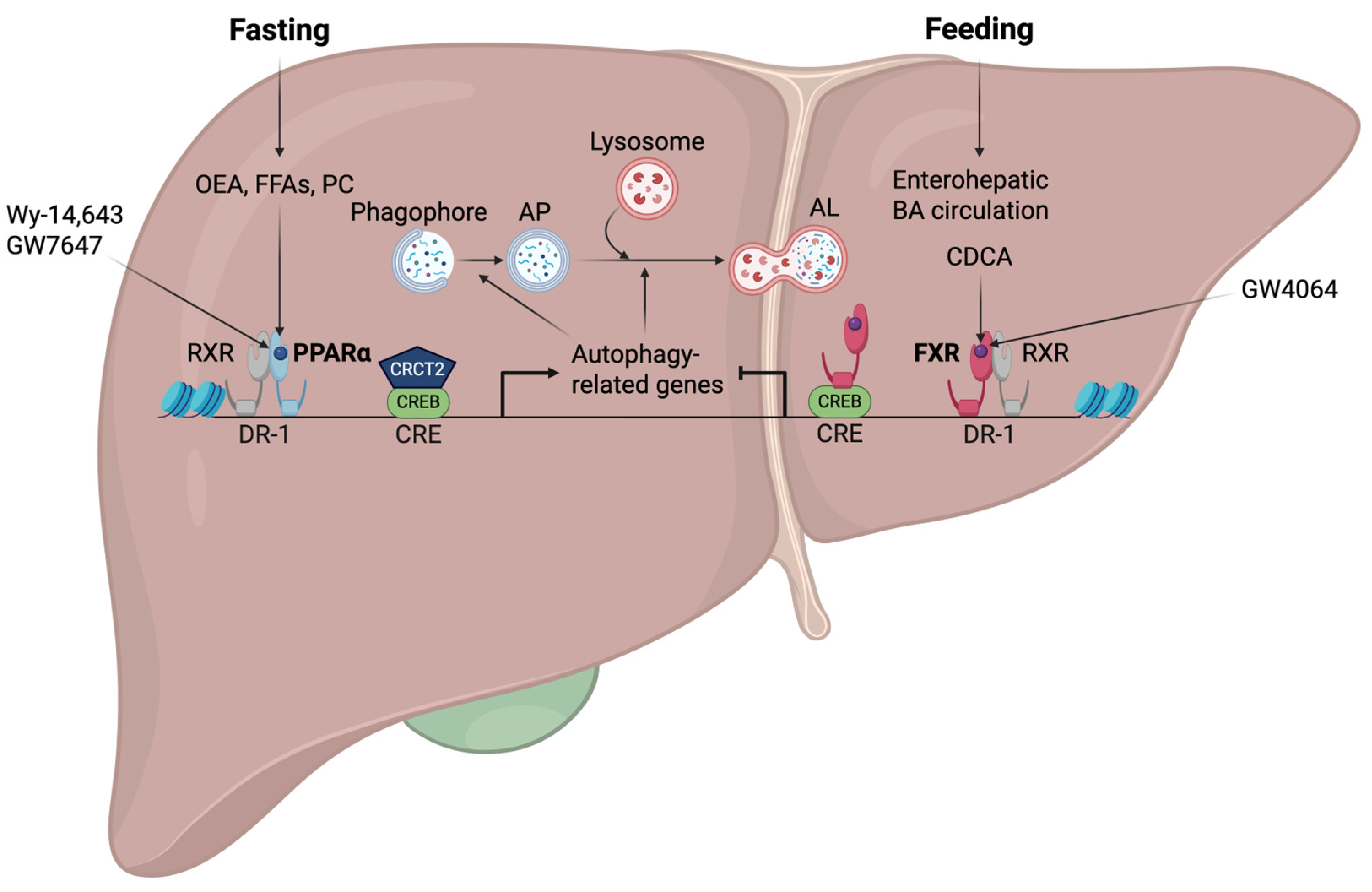 Ijms 26 05825 g004 Ijms 26 05825 g004