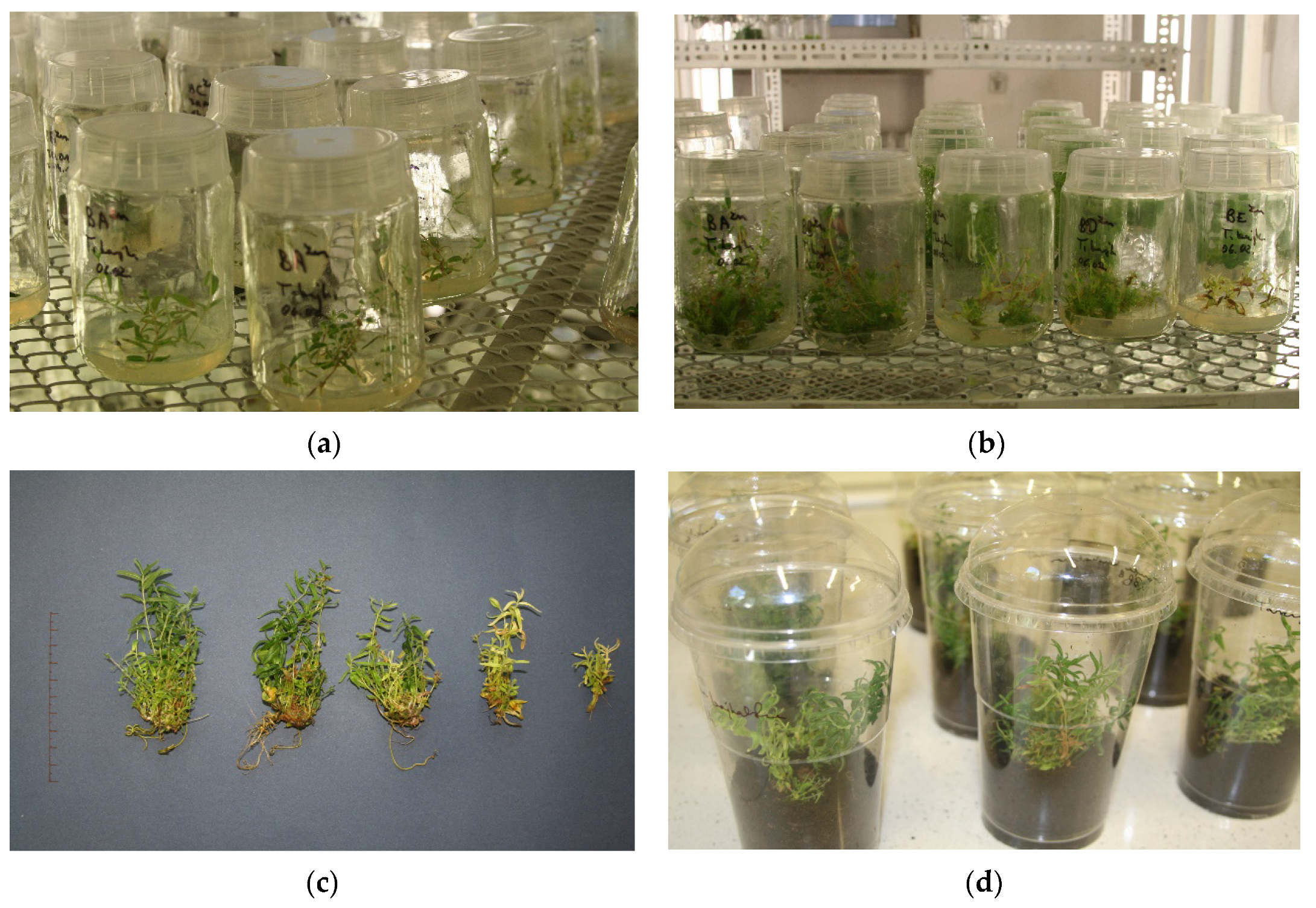 Ijms 26 05836 sch001