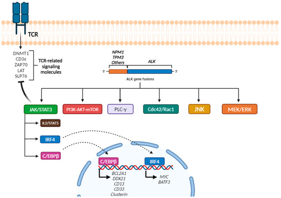 Molecular Insights into the Diagnosis of Anaplastic Large