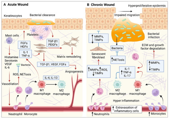 ▼order Antimicrobial Peptides in Wound Healing and Skin Regeneration