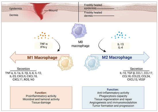 Antimicrobial Peptides in Wound Healing and Skin
