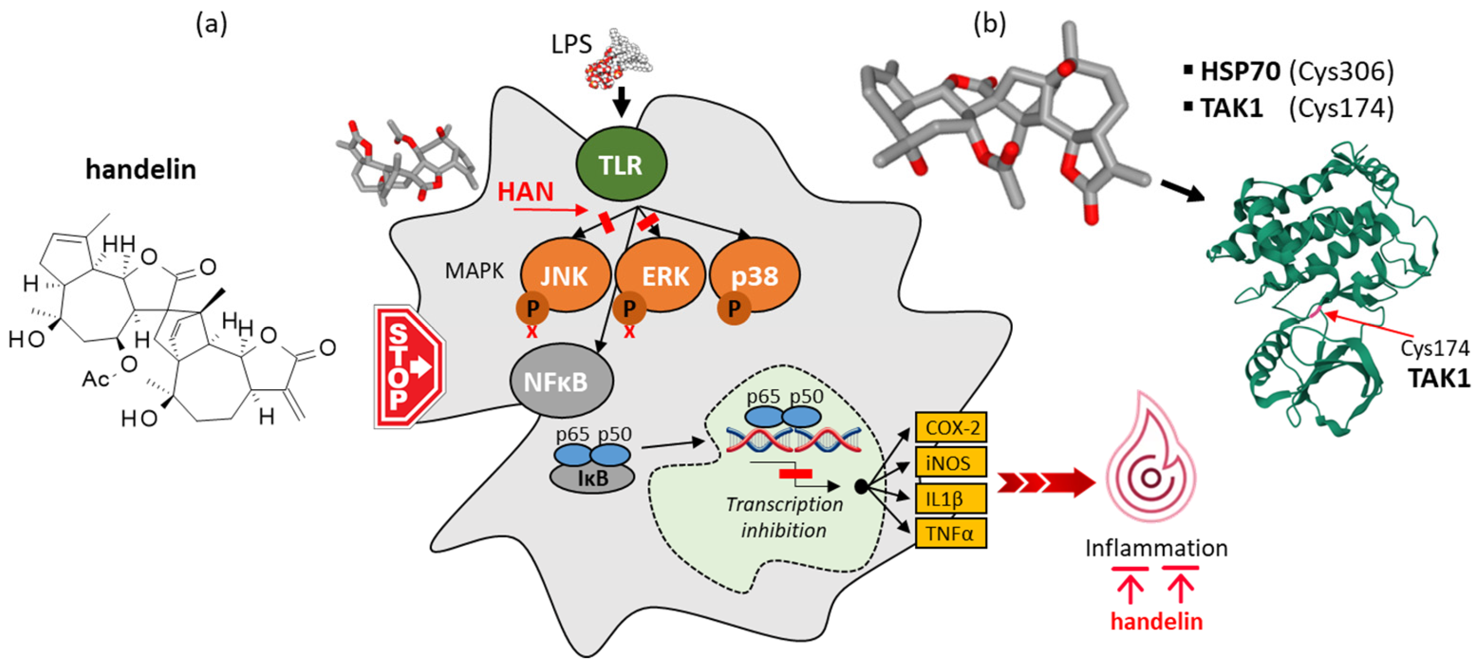 Ijms 26 05956 g006 Ijms 26 05956 g006