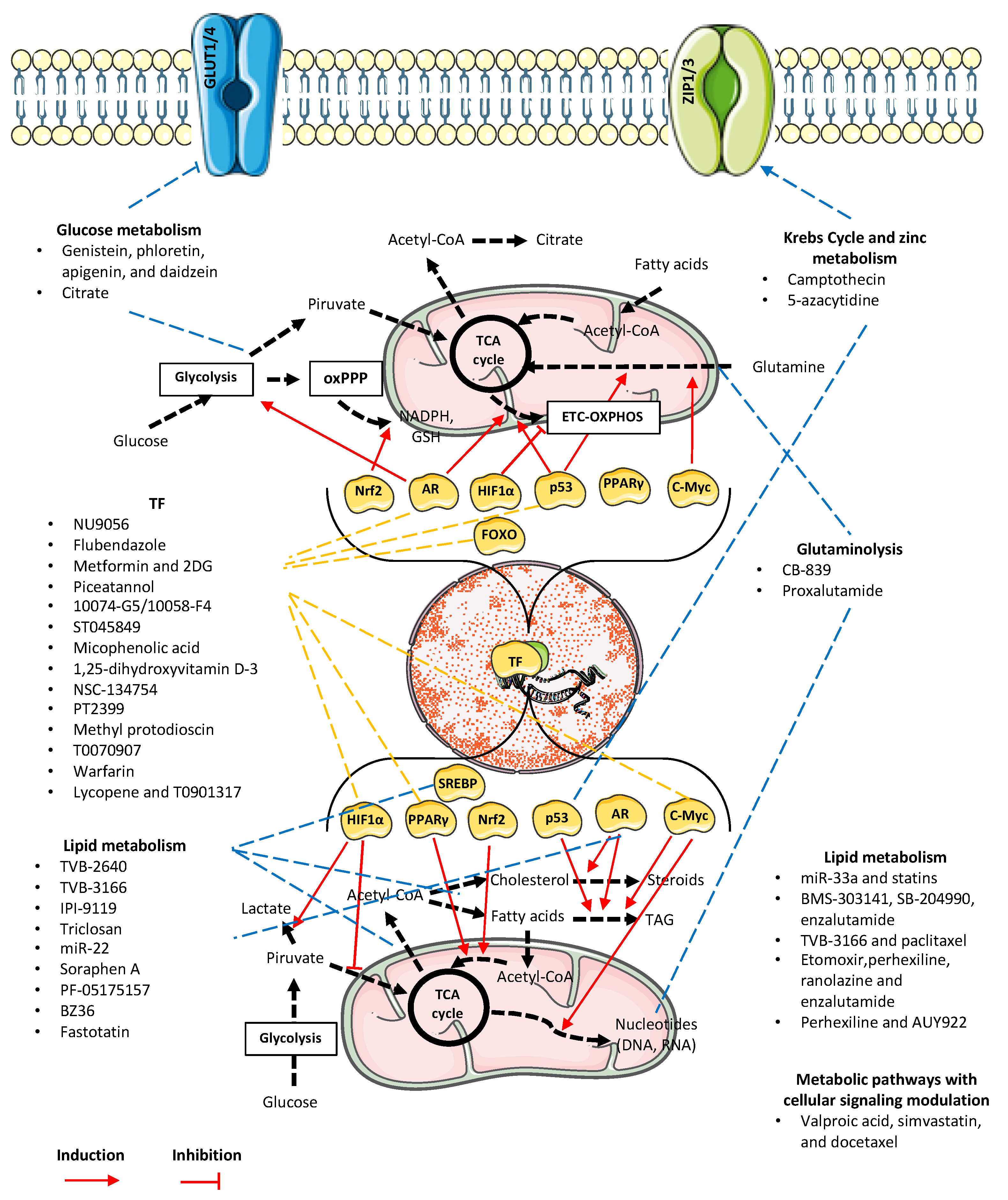 Ijms 26 06013 g002 Ijms 26 06013 g002