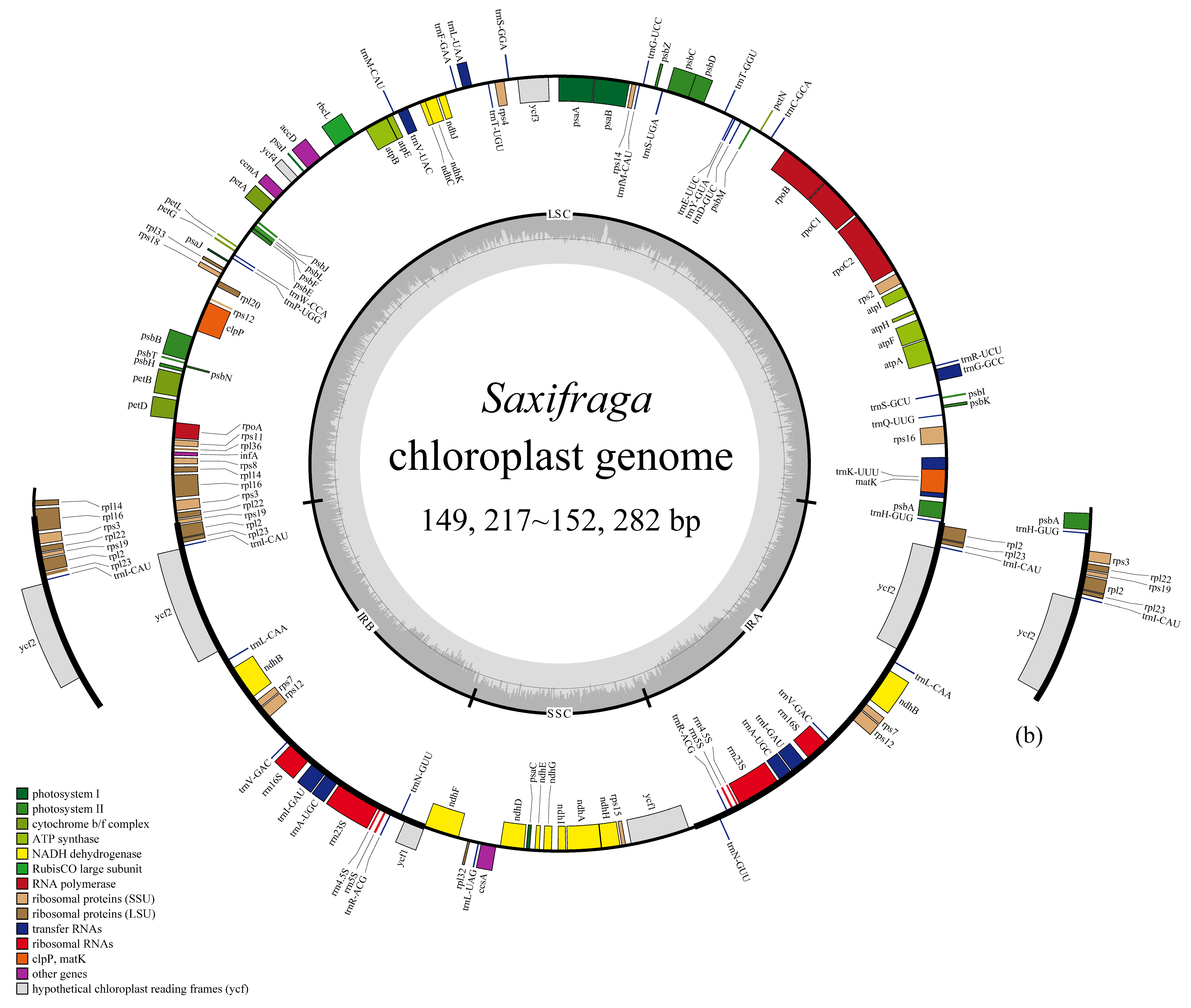 買い誠実 Analysis Comparative of Saxifraga 19 of Genomes Chloroplast ジャケット・アウター