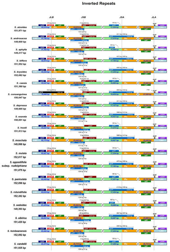 Comparative Analysis of Chloroplast Genomes of 19 Saxifraga