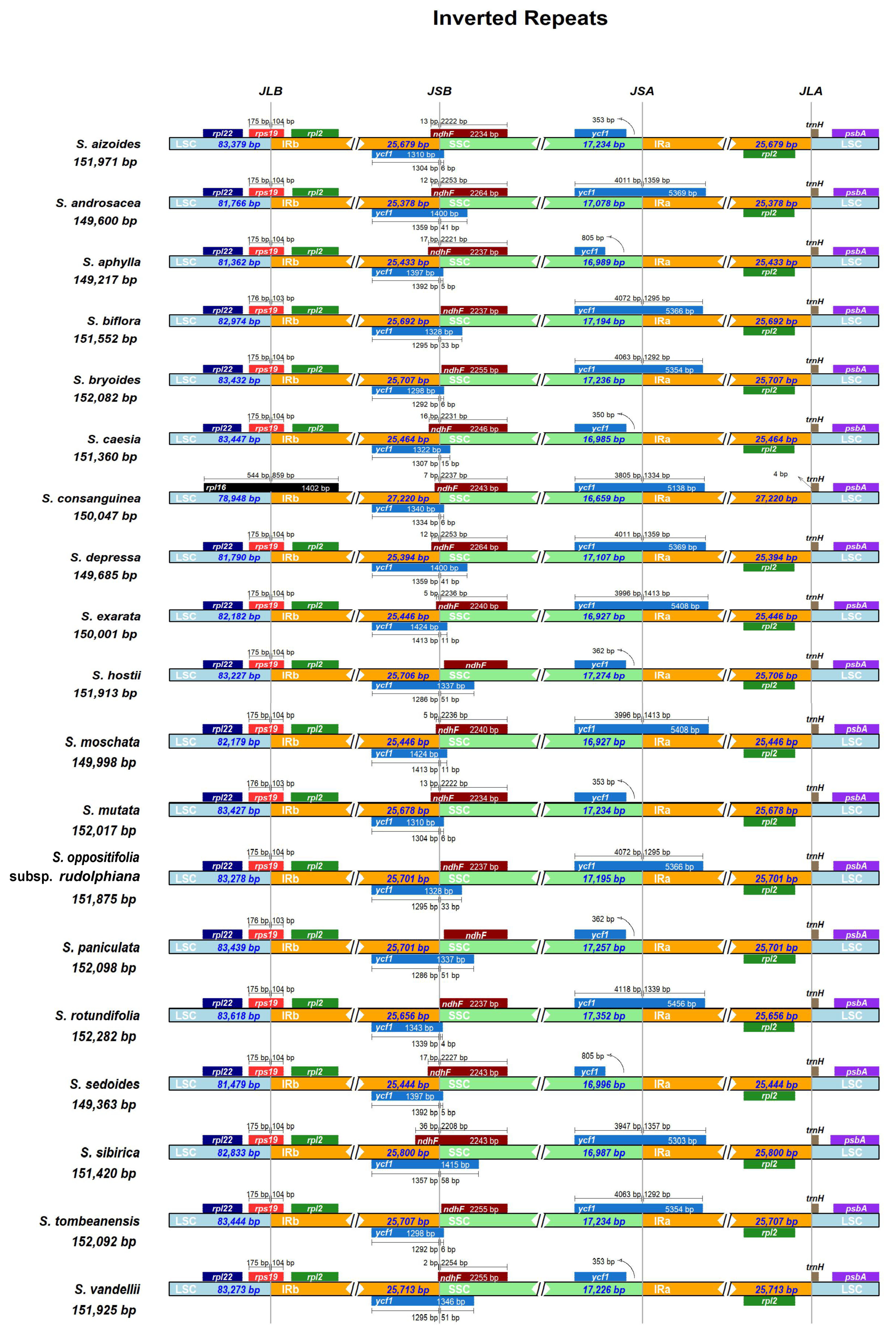 Comparative Analysis of Chloroplast Genomes of 19 Saxifraga