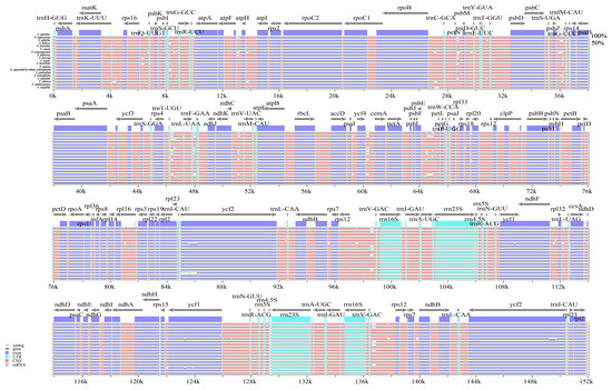 Comparative Analysis of Chloroplast Genomes of 19 Saxifraga