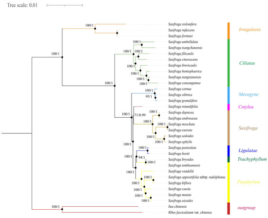 Comparative Analysis of Chloroplast Genomes of 19 Saxifraga
