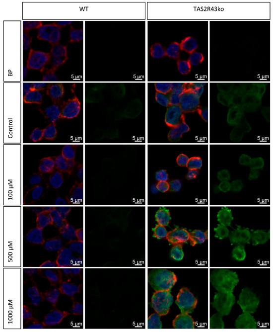 Bitter Taste Receptor TAS2R43 Co-Regulates Mechanisms of Gastric