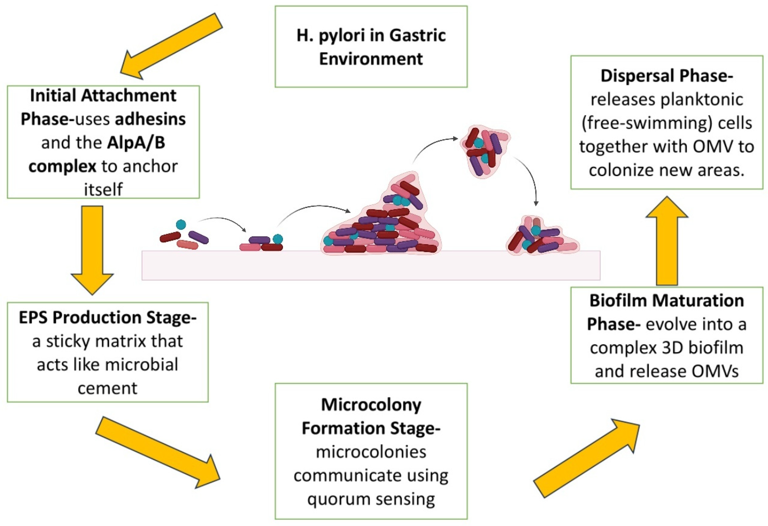Towards Effective Helicobacter pylori Eradication: Emerging