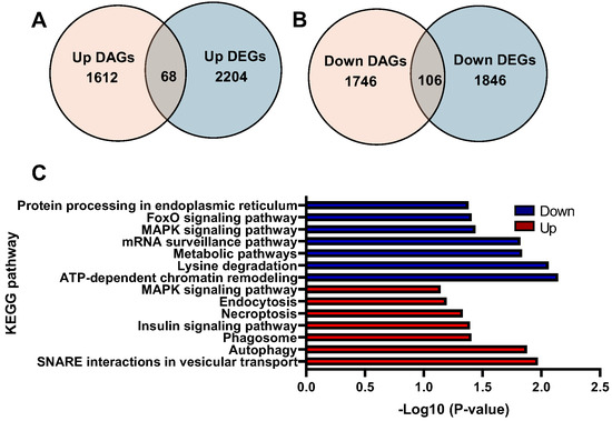 Cortisol-Induced Chromatin Remodeling and Gene Expression in