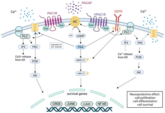 Adenylyl Cyclases as Therapeutic Targets in Neuroregeneration