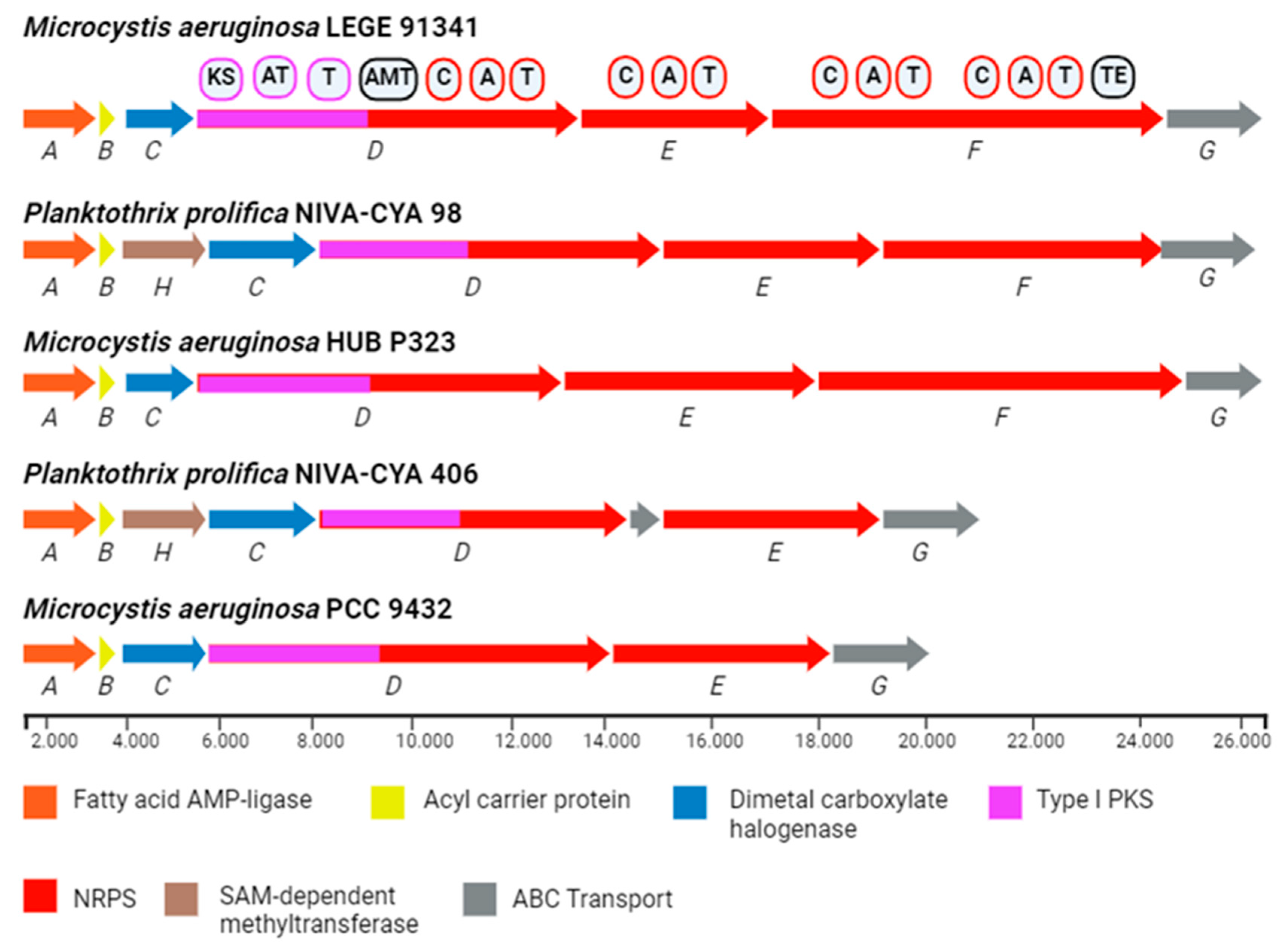 Ijms 26 06117 g005 Ijms 26 06117 g005