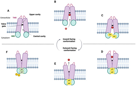 ABCG2 Transporter: From Structure to Function—Current Insights and