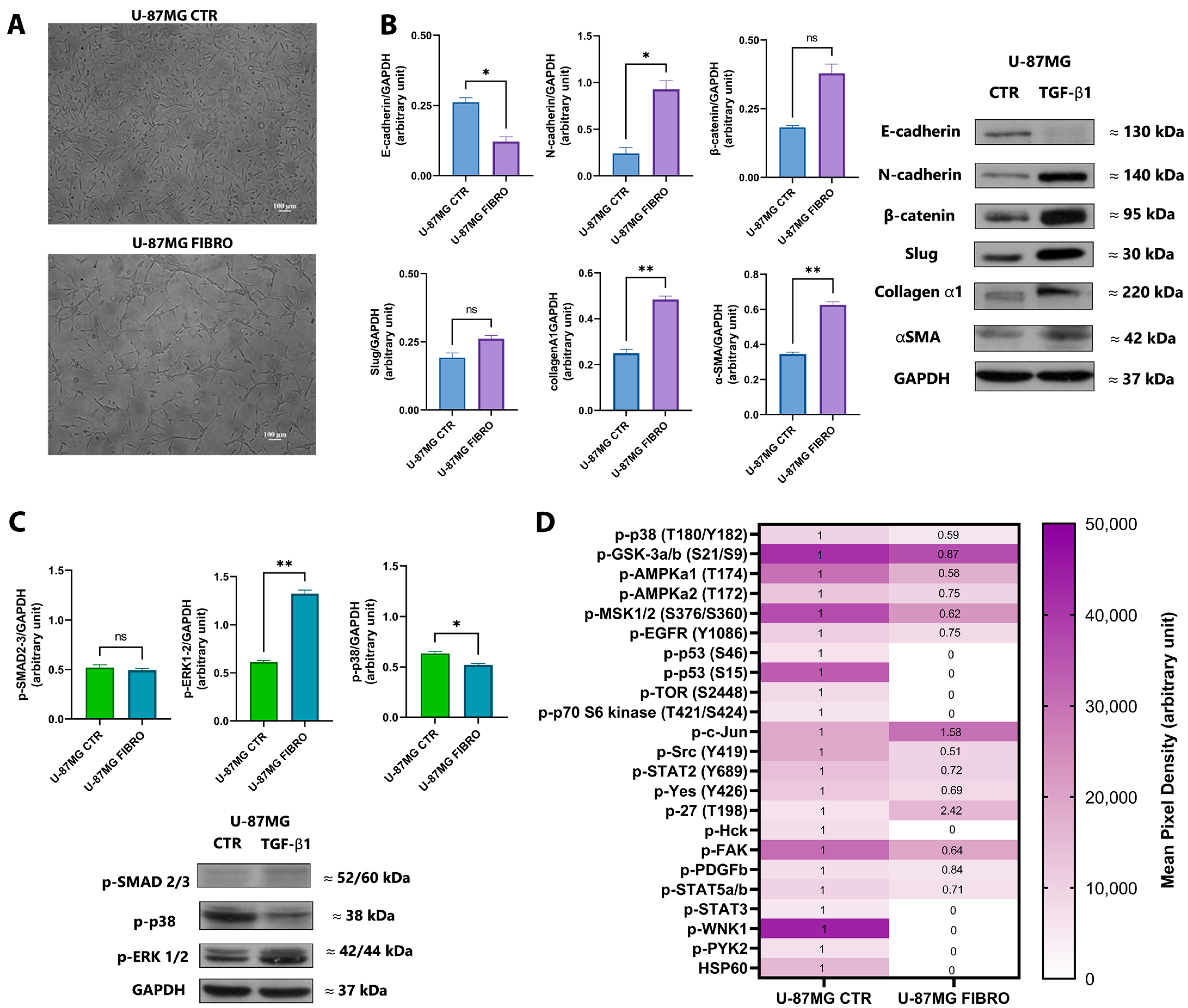 Ijms 26 06121 g001 Ijms 26 06121 g001