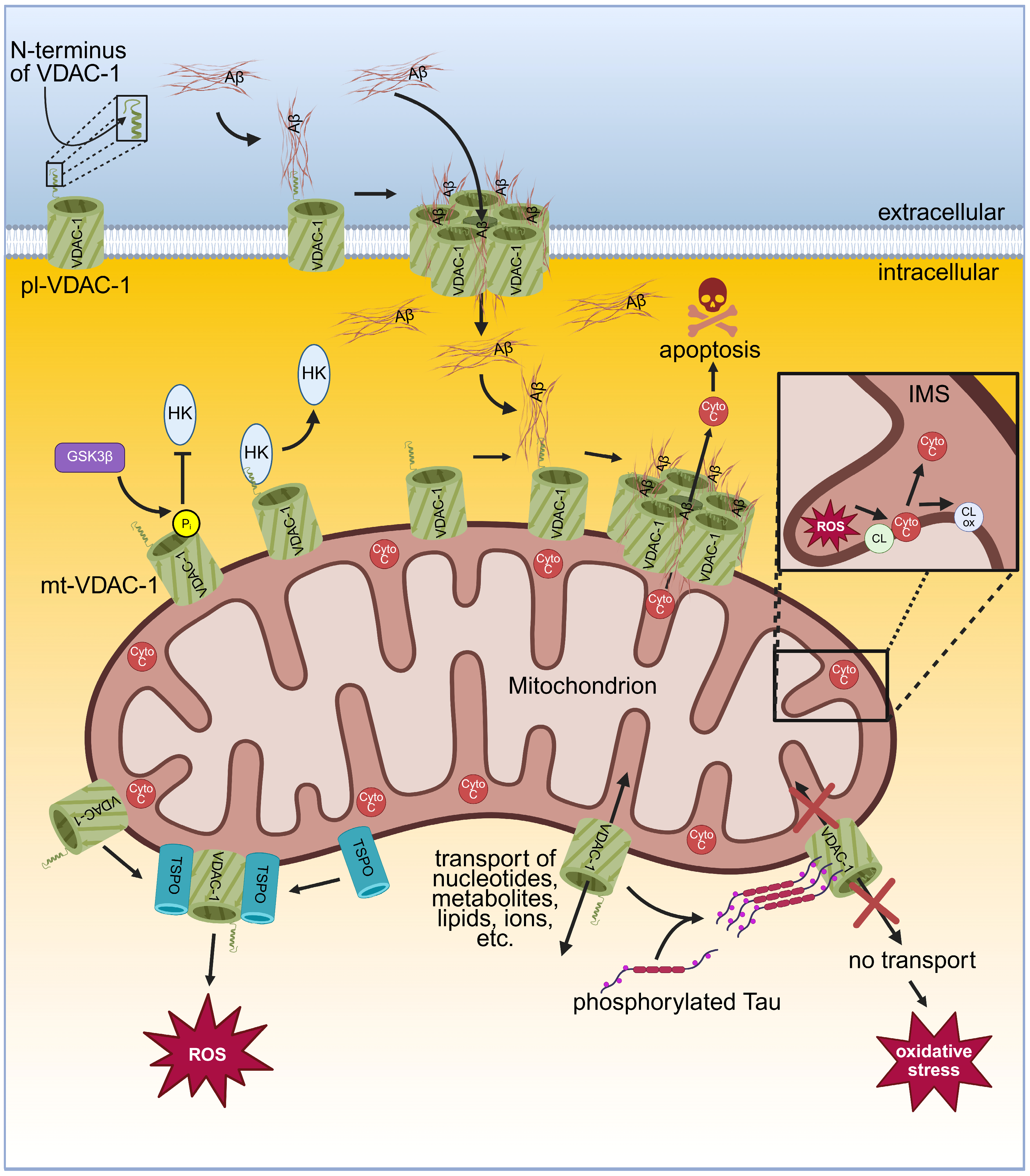 Ijms 26 06138 g003 Ijms 26 06138 g003