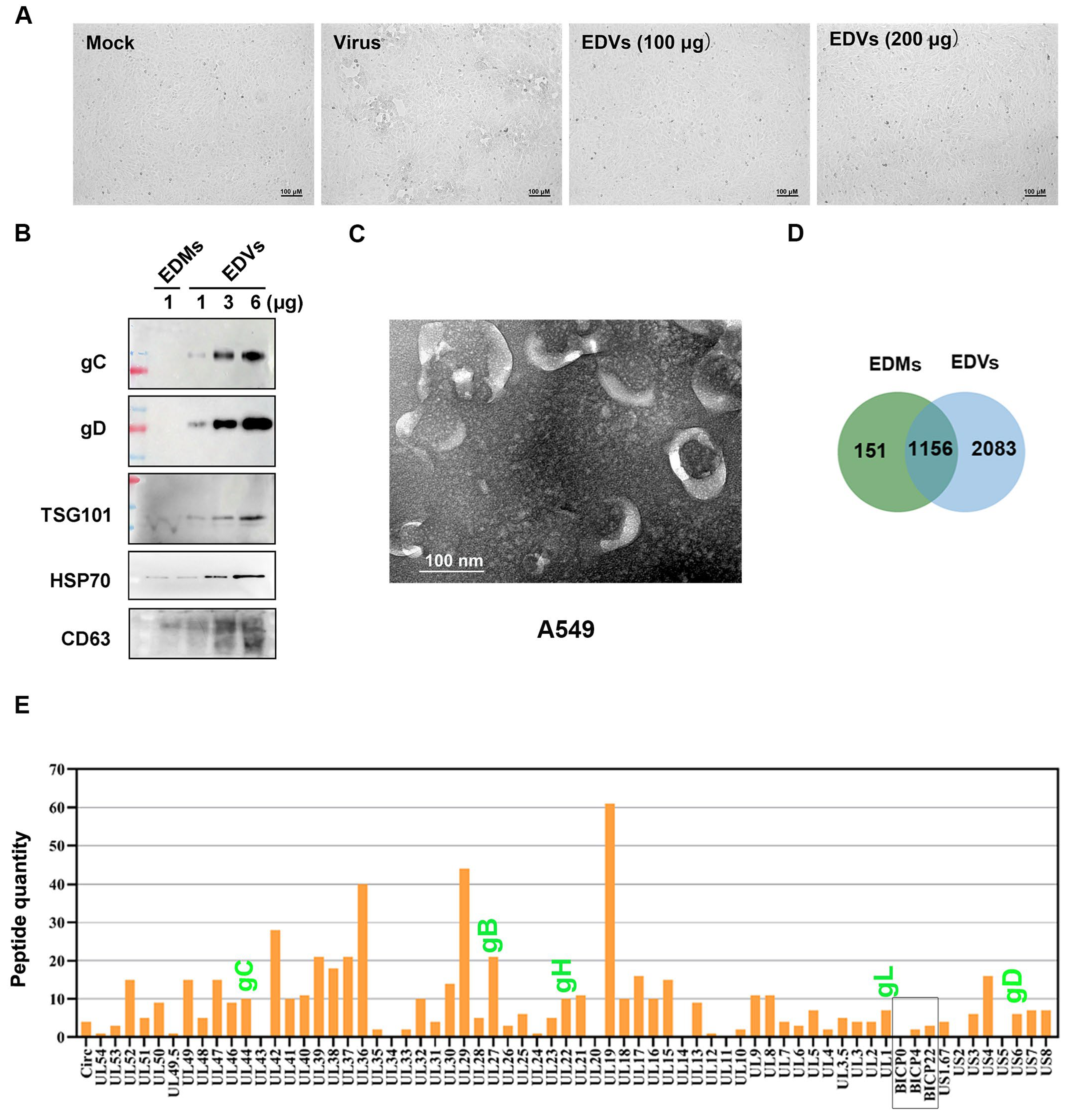 Ijms 26 06181 g001 Ijms 26 06181 g001