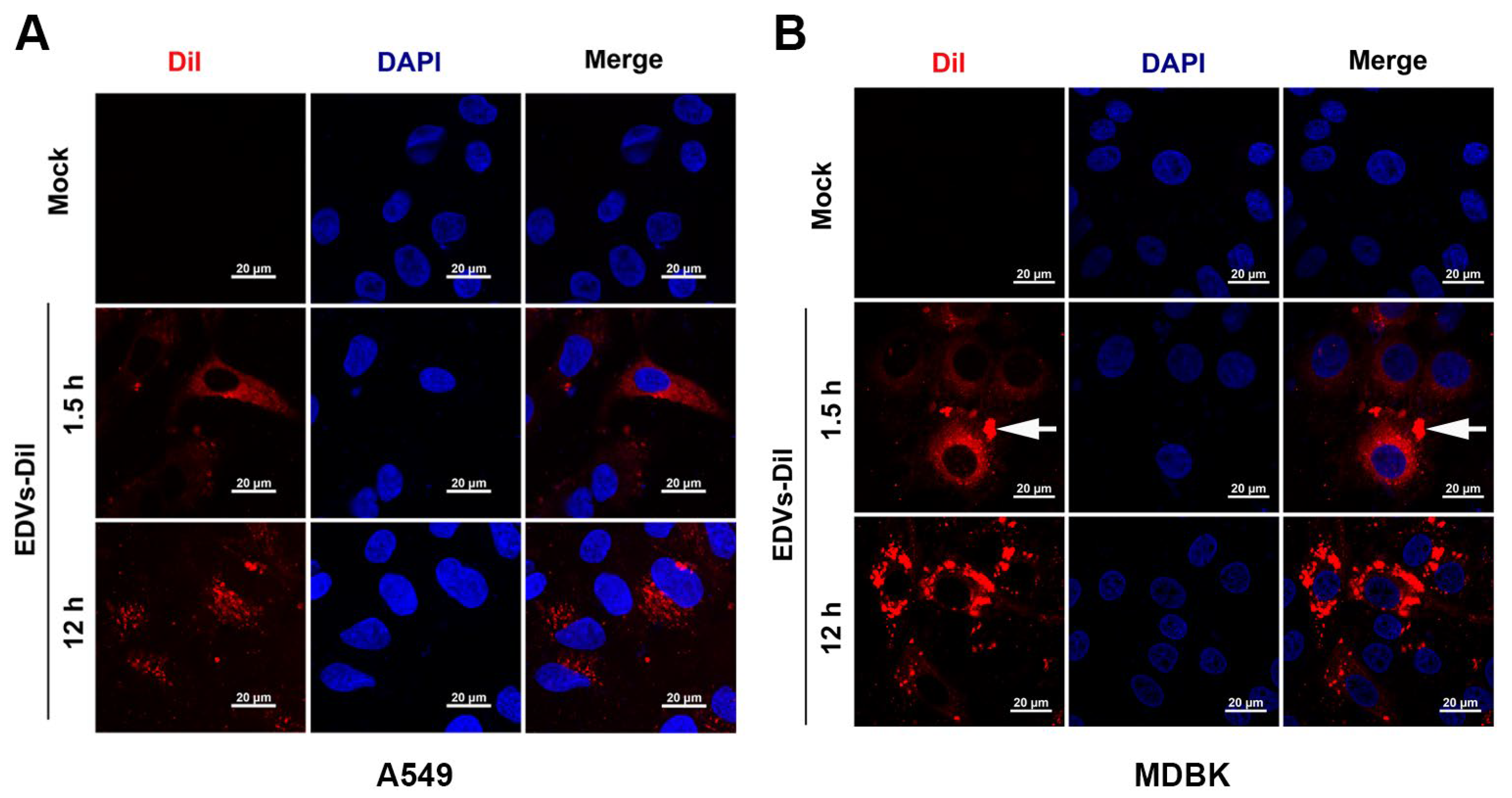 Ijms 26 06181 g002 Ijms 26 06181 g002