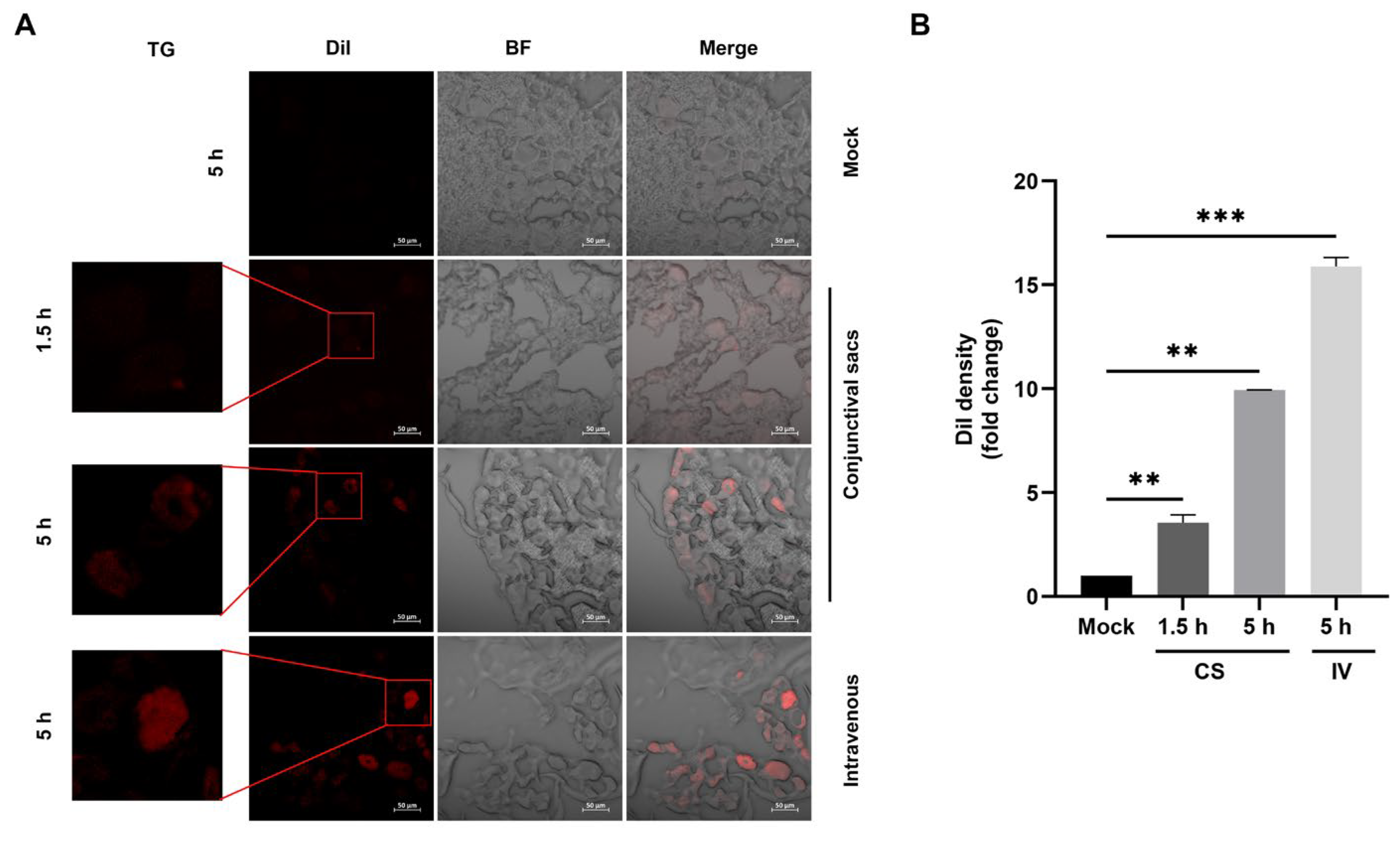 Ijms 26 06181 g004 Ijms 26 06181 g004