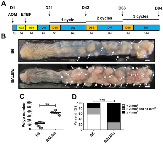Modeling ETBF-Mediated Colorectal Tumorigenesis Using AOM/DSS in
