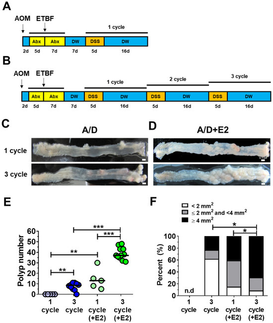 Modeling ETBF-Mediated Colorectal Tumorigenesis Using AOM