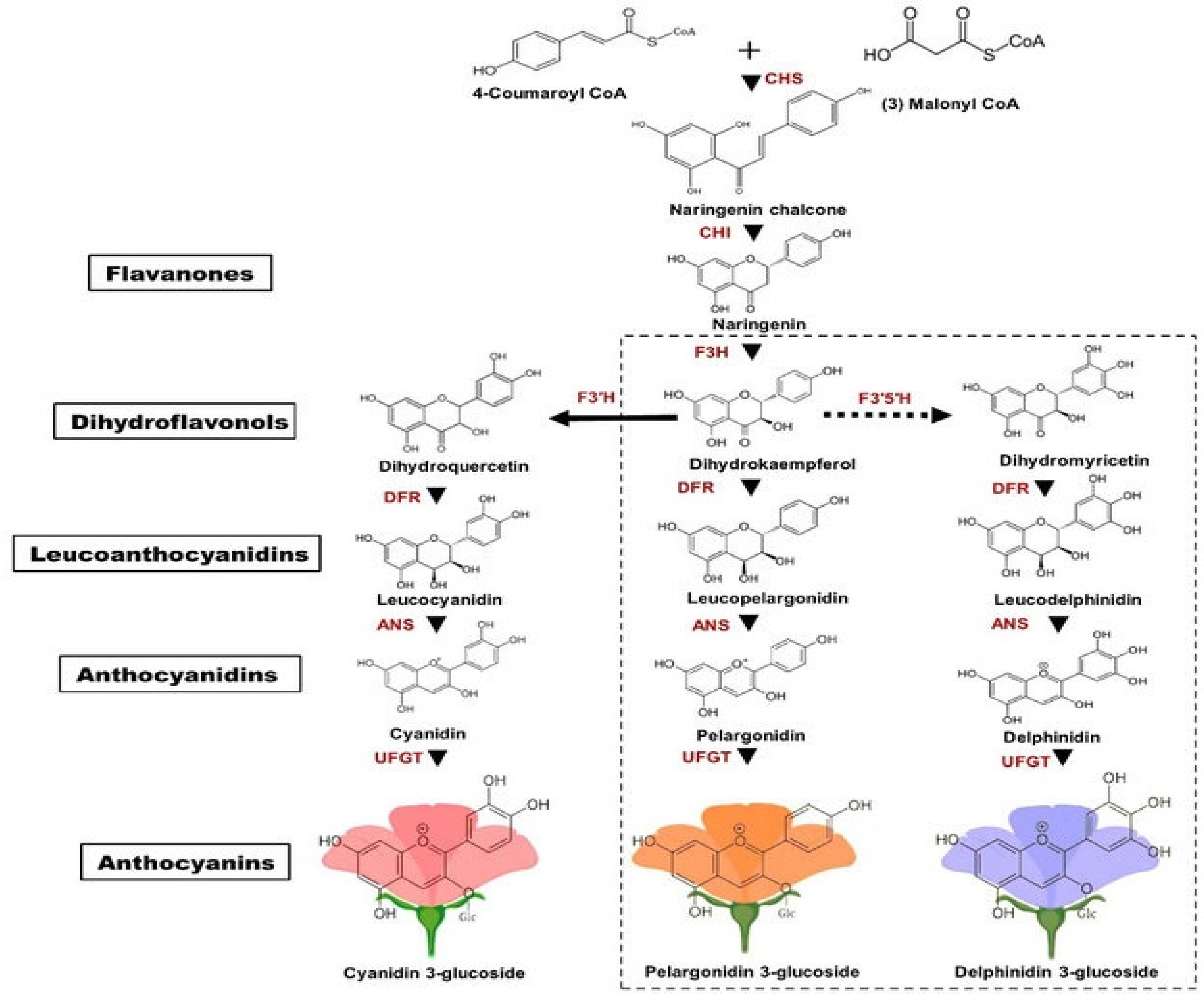 Ijms 26 06225 g001 Ijms 26 06225 g001