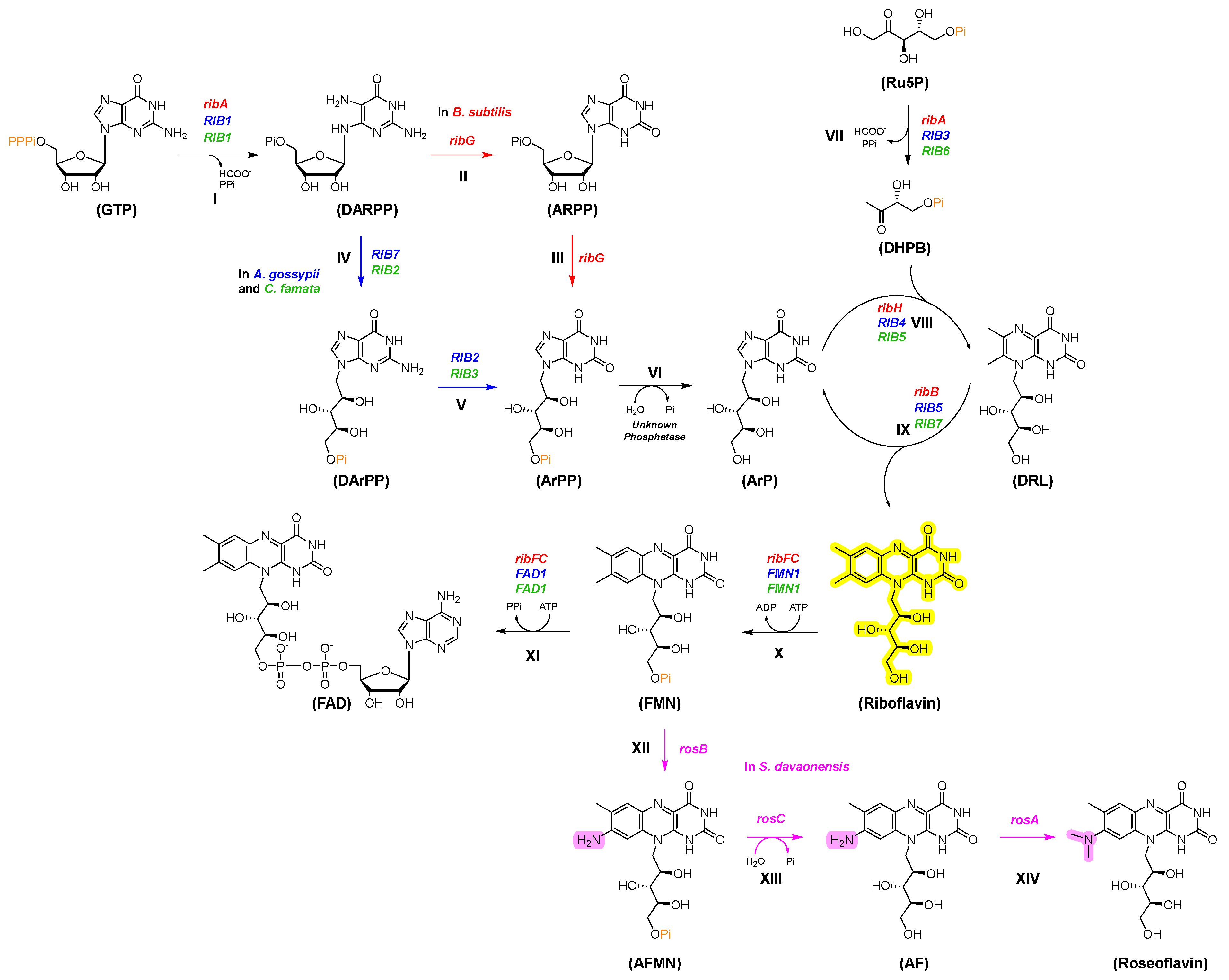 Ijms 26 06243 g001 Ijms 26 06243 g001