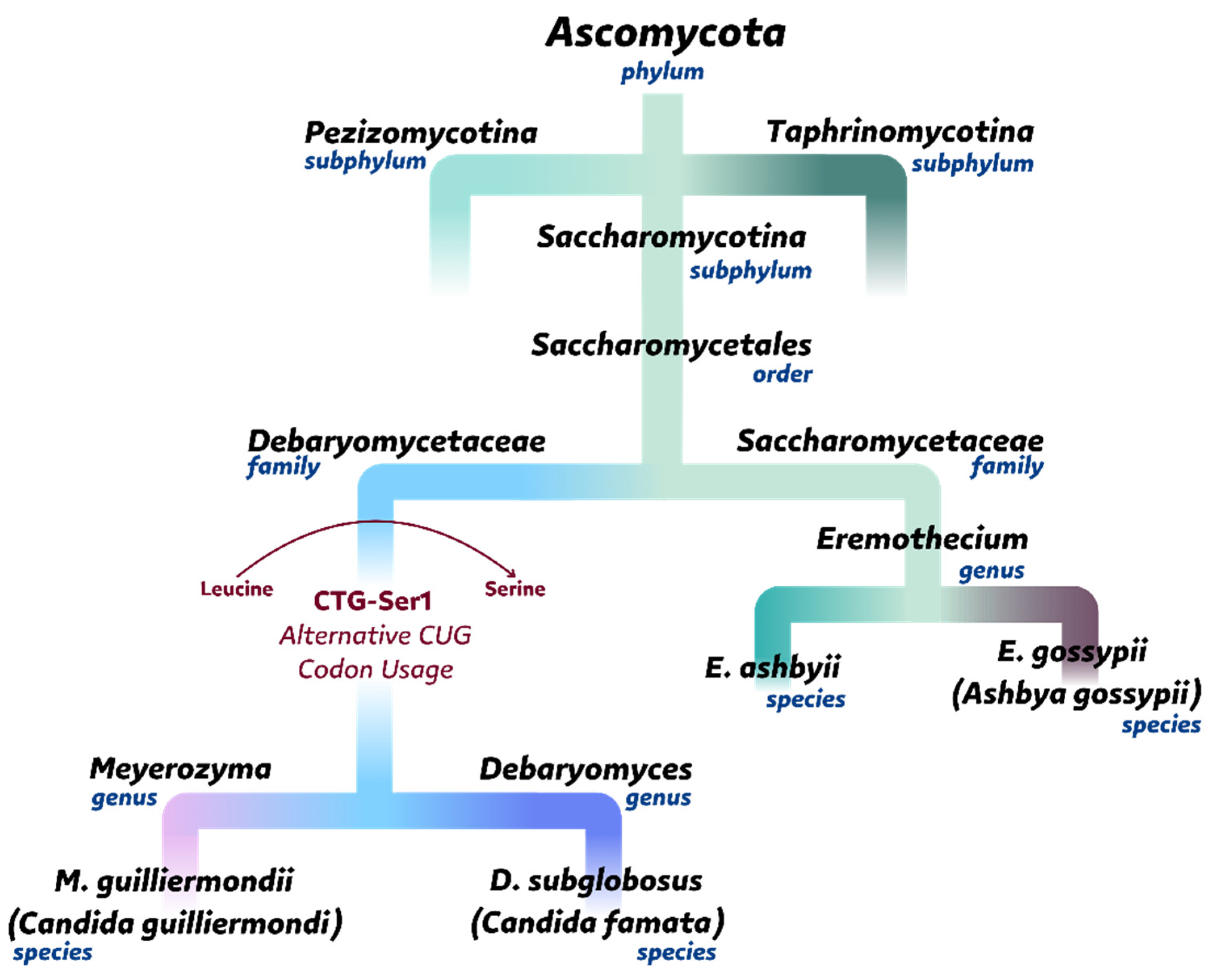 Ijms 26 06243 g004 Ijms 26 06243 g004
