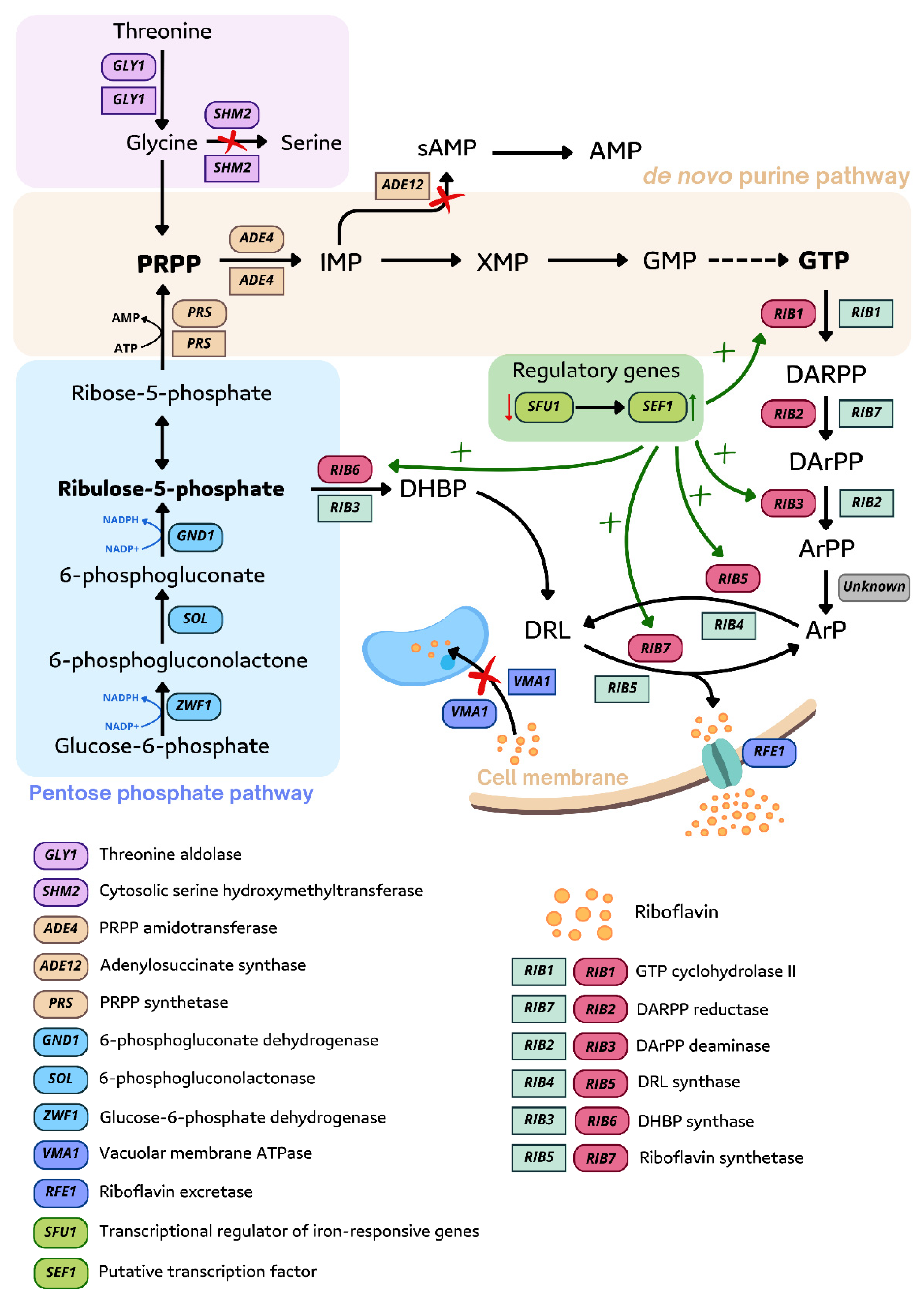 Ijms 26 06243 g005 Ijms 26 06243 g005