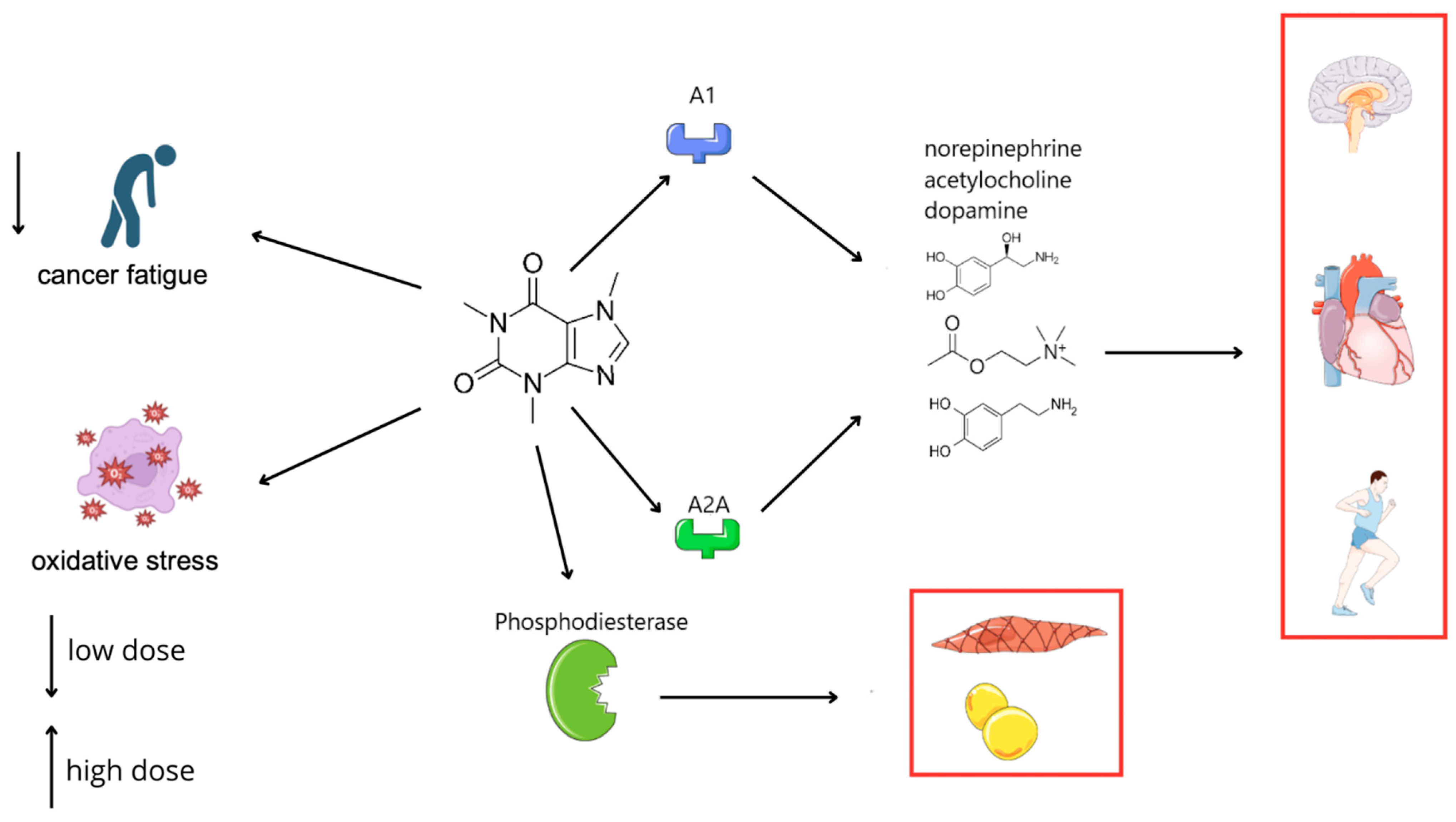 Caffeine as a Modulator in Oncology: Mechanisms of Action