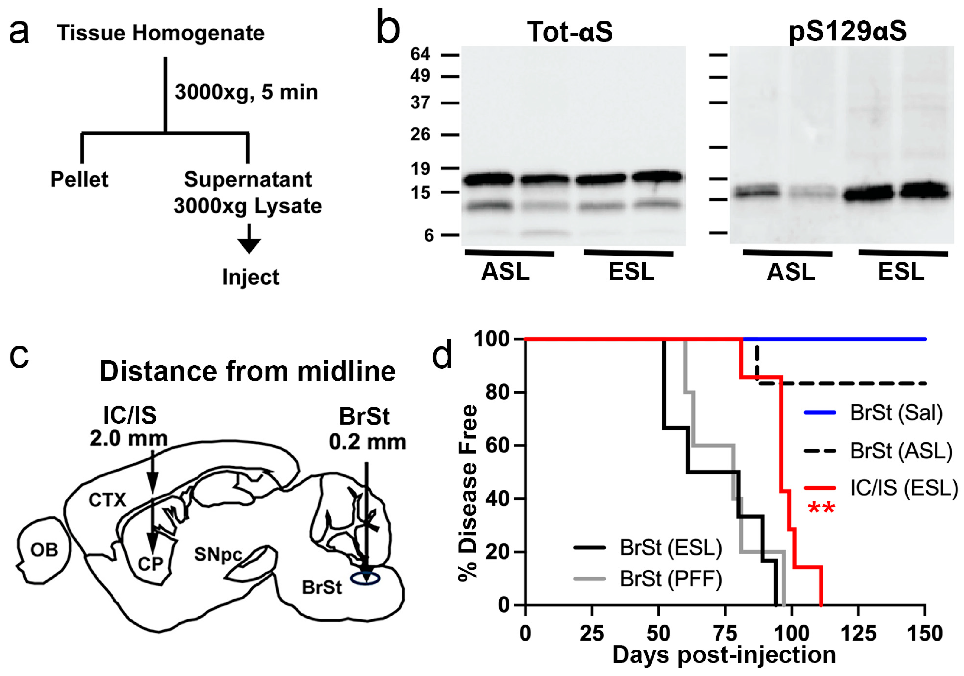 Ijms 26 06254 g001 Ijms 26 06254 g001