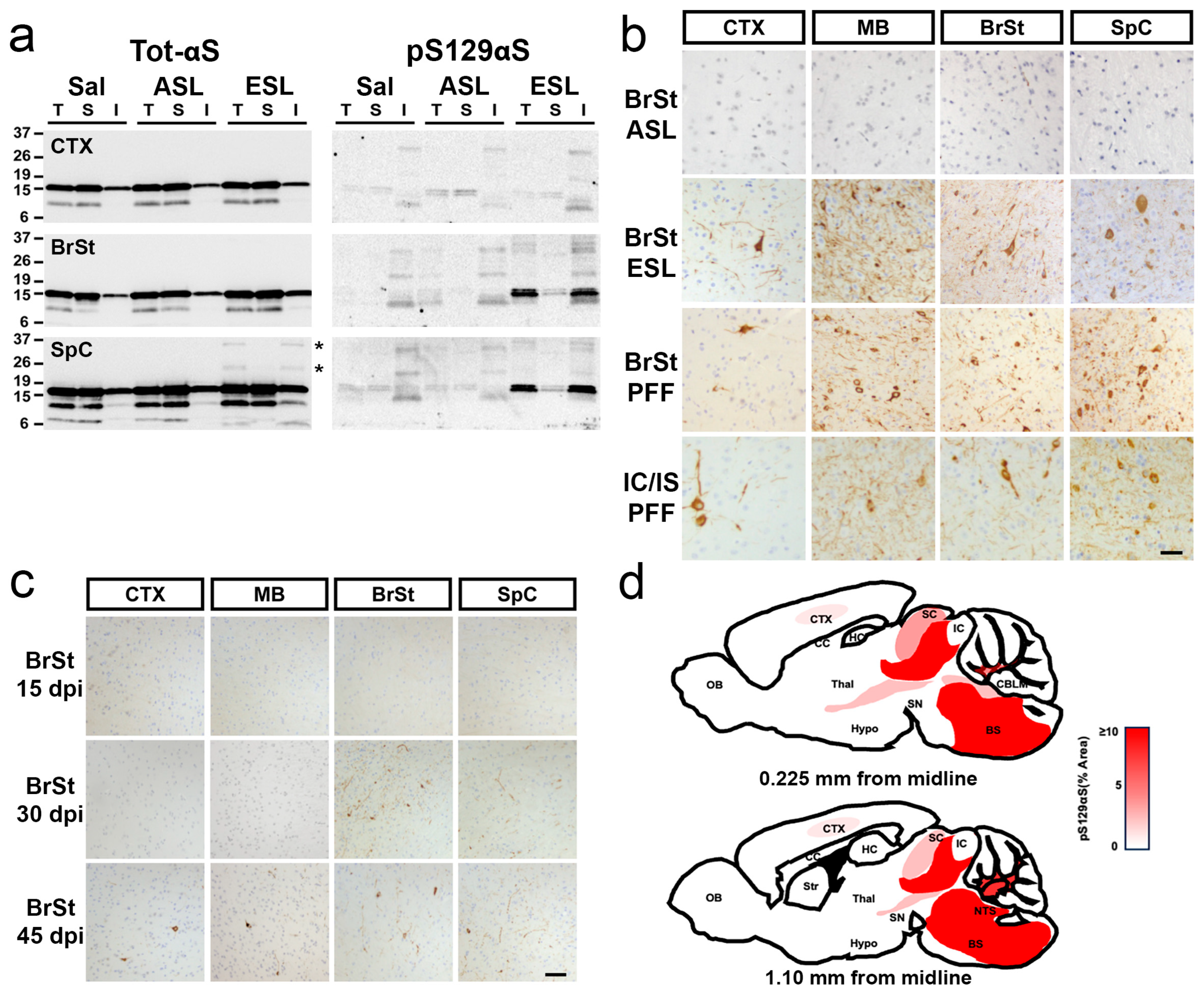 Ijms 26 06254 g002 Ijms 26 06254 g002