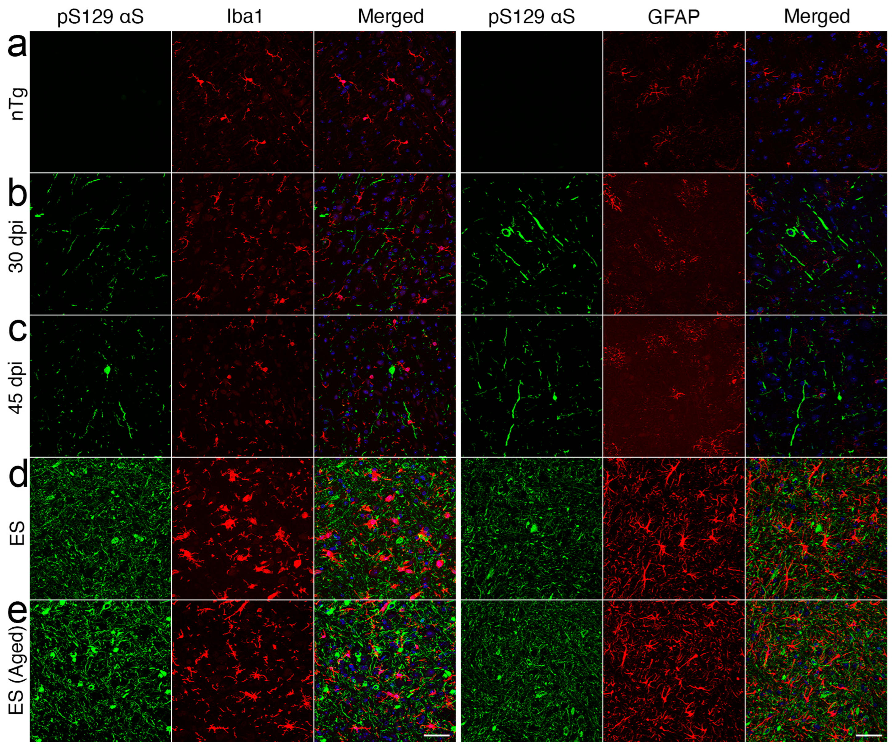 Ijms 26 06254 g004 Ijms 26 06254 g004