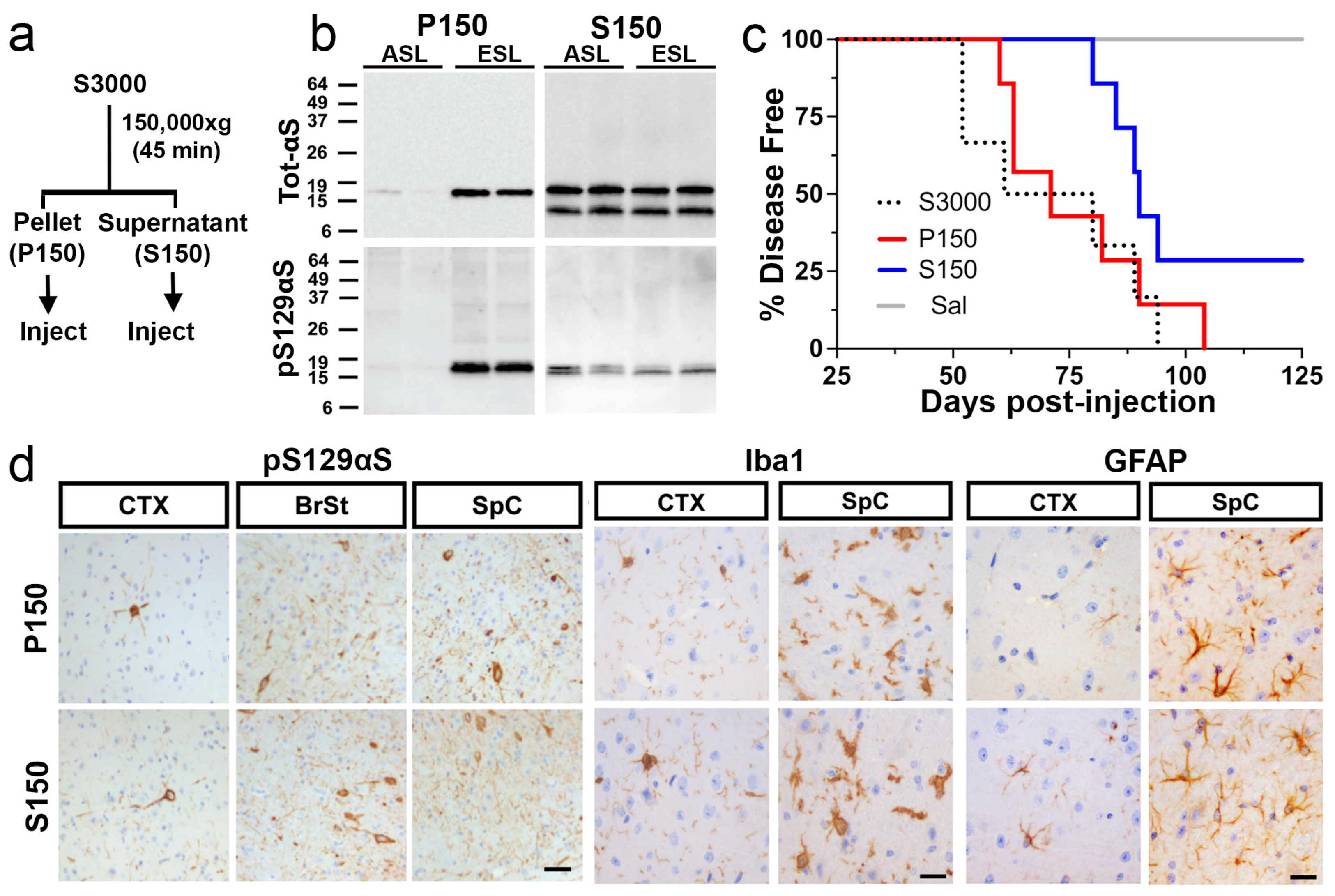 Ijms 26 06254 g005 Ijms 26 06254 g005