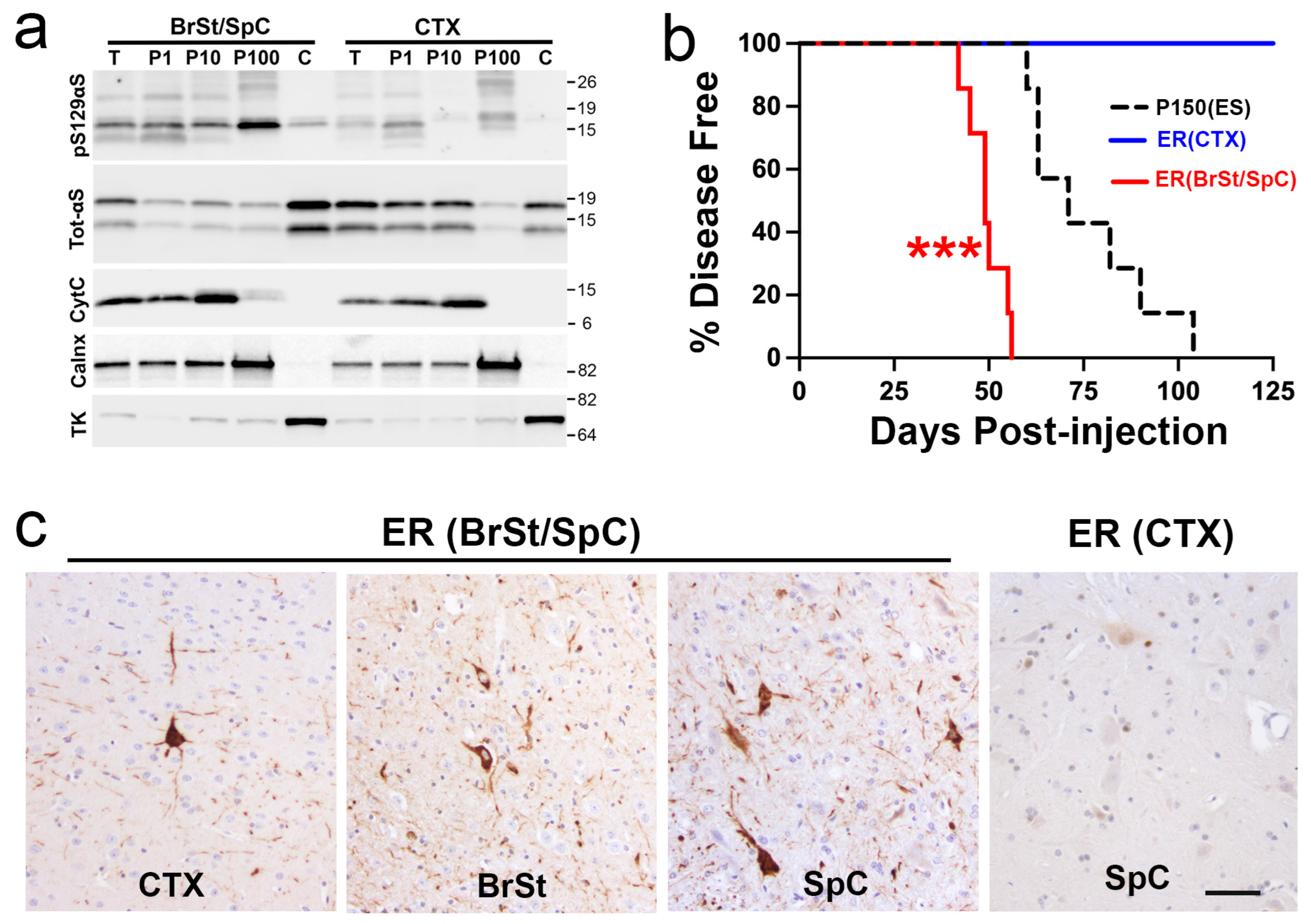 Ijms 26 06254 g006 Ijms 26 06254 g006