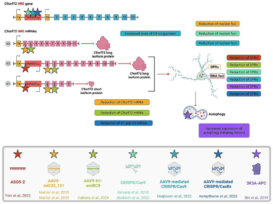 Therapeutic Approaches for C9ORF72-Related ALS: Current Strategies and ...