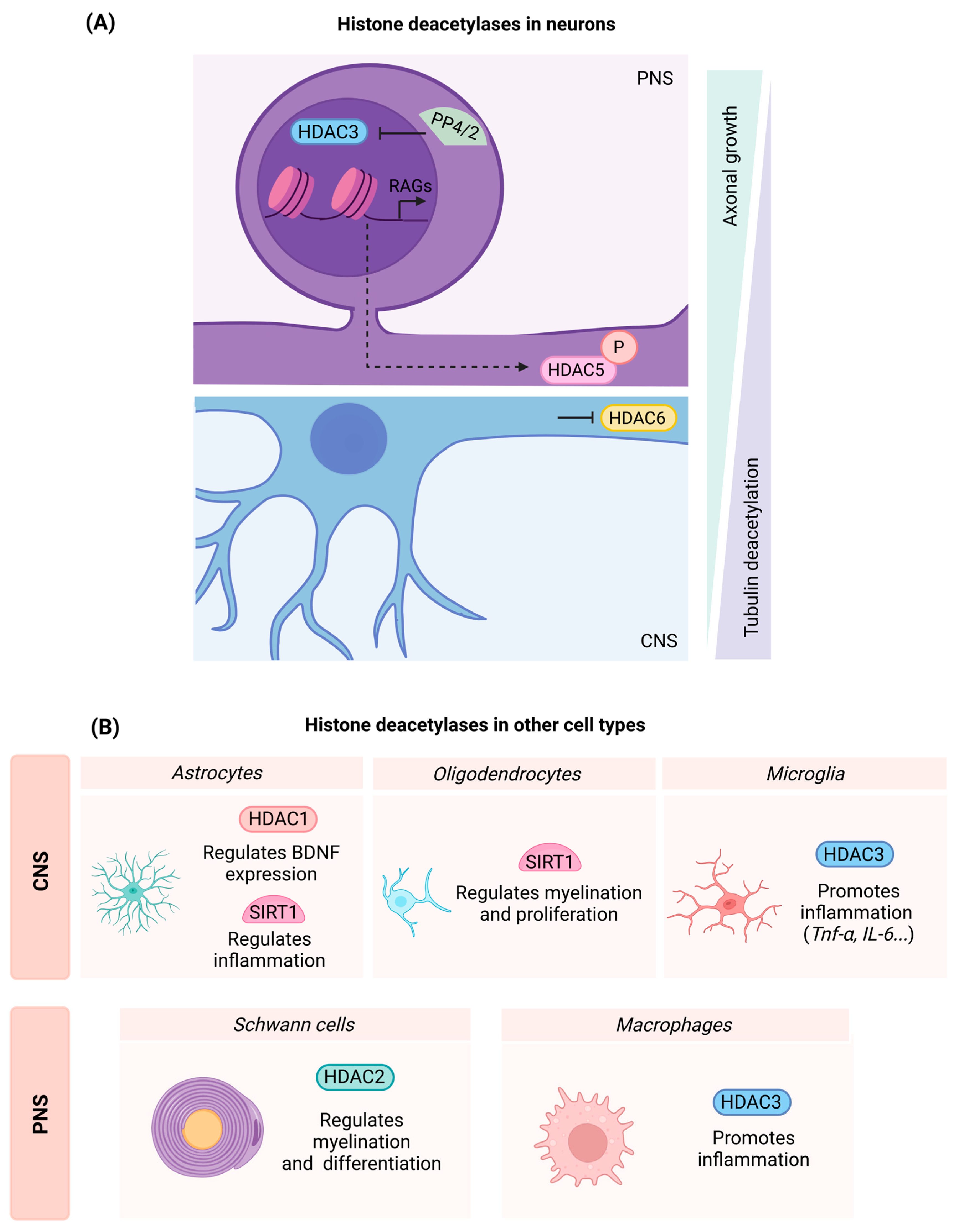 Histone Acetylation in Central and Peripheral Nervous System