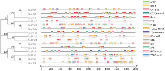 Genome-Wide Identification of SRS Gene Family in Wheat and Expression ...