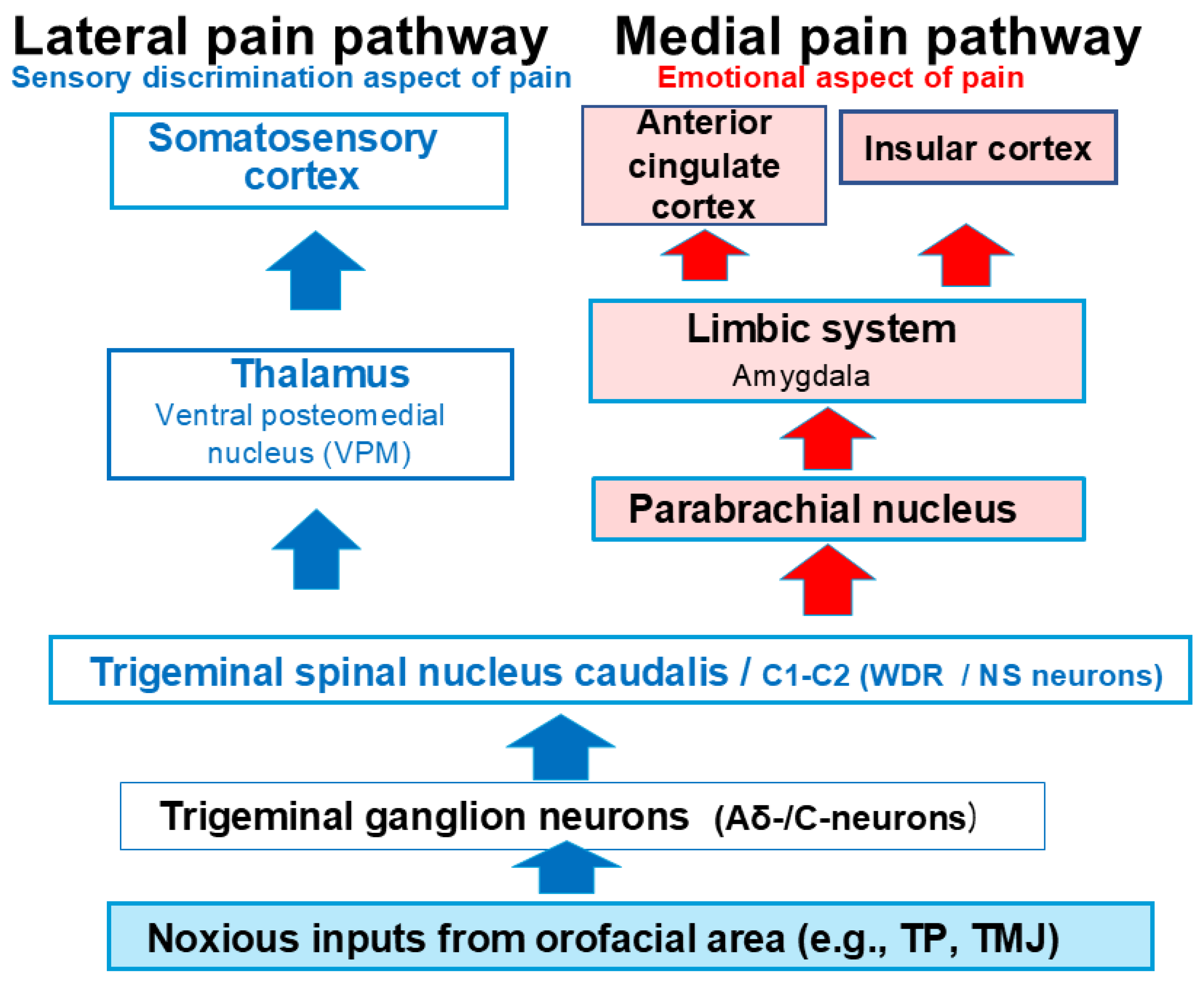 Ijms 26 06305 g001 Ijms 26 06305 g001